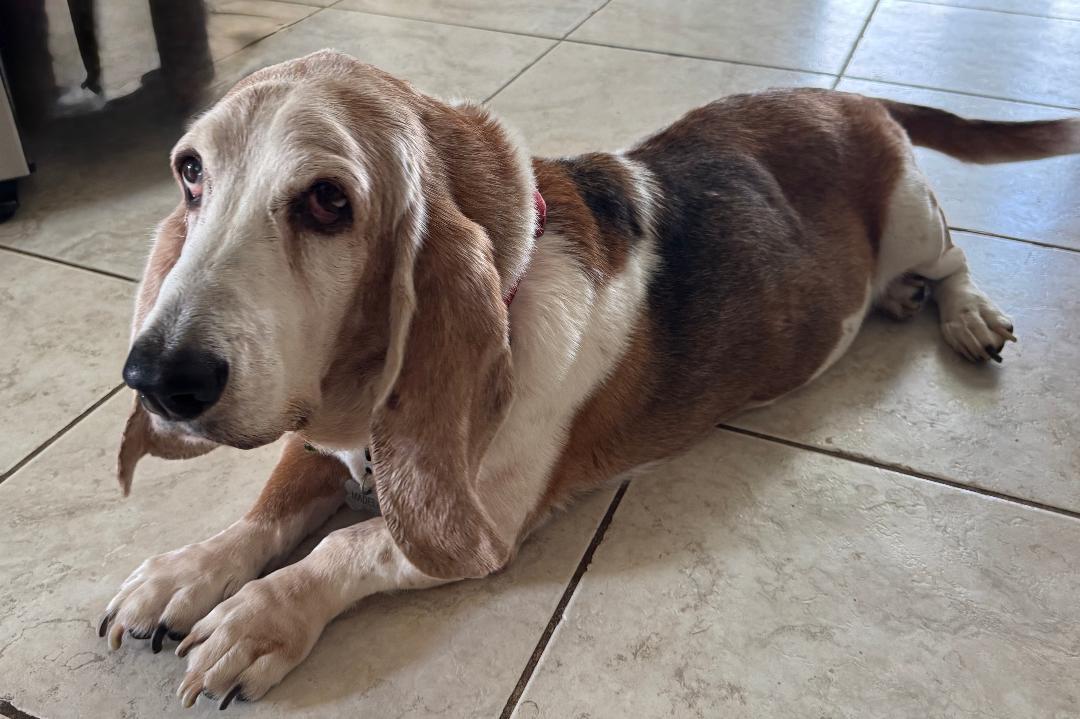 Enlarge Madeleine, a ADOPTABLE Basset Hound in Auburndale, FL image 2/4