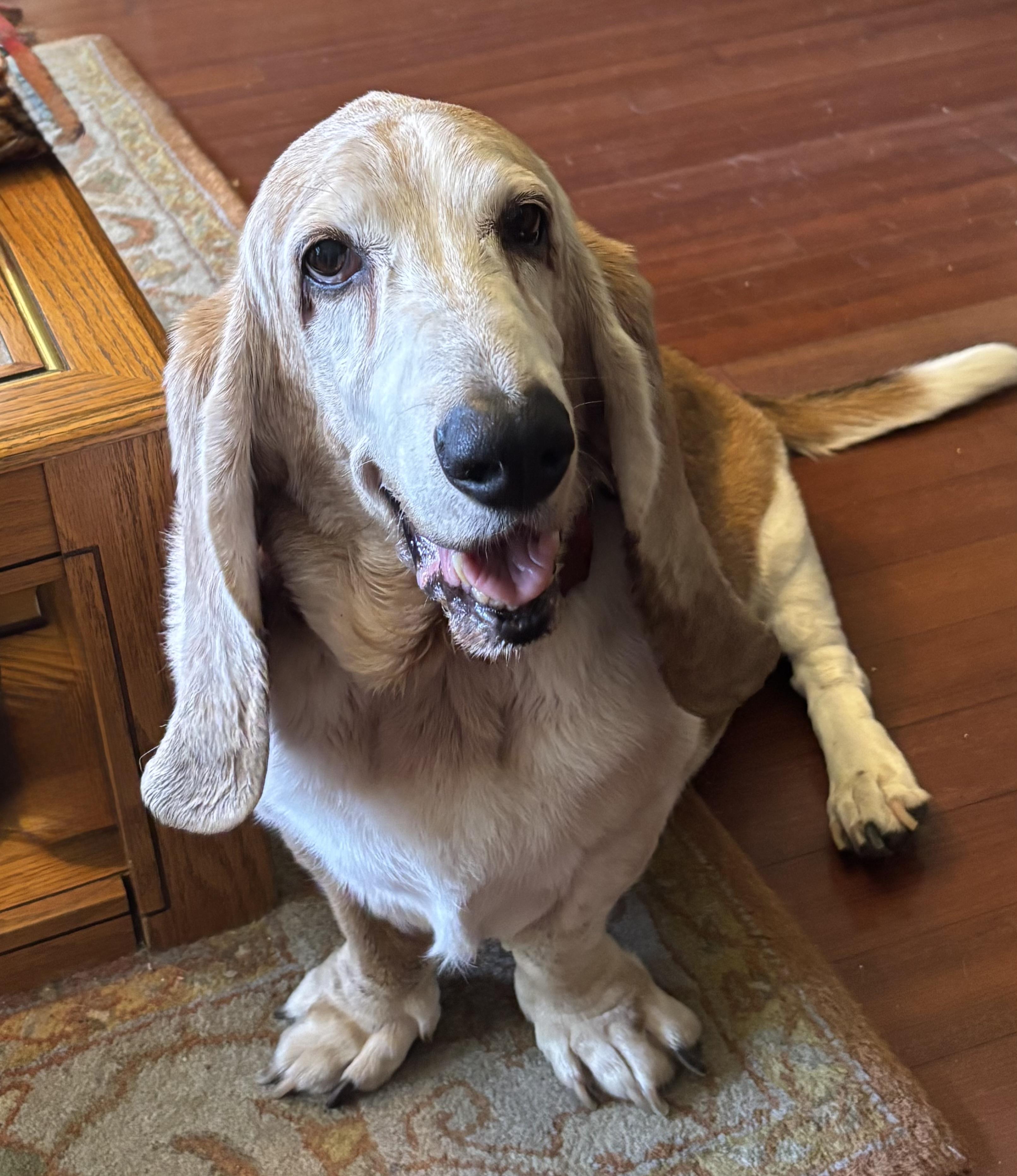Madeleine, ADOPTABLE, Senior Female Basset Hound.