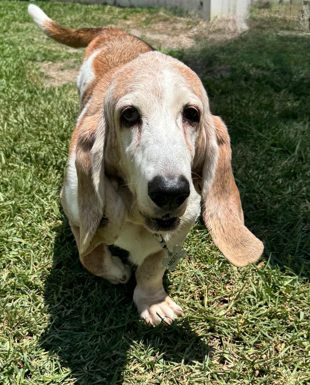 Enlarge Madeleine, a ADOPTABLE Basset Hound in Auburndale, FL image 3/4