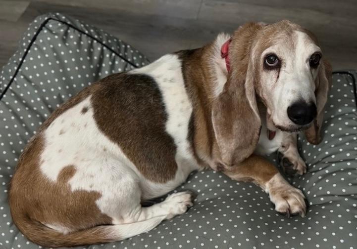 Enlarge Madeleine, a ADOPTABLE Basset Hound in Auburndale, FL image 4/4