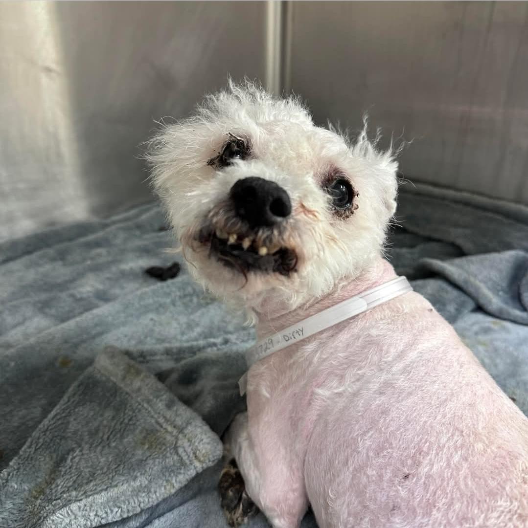 Eddie — thumbnail 3