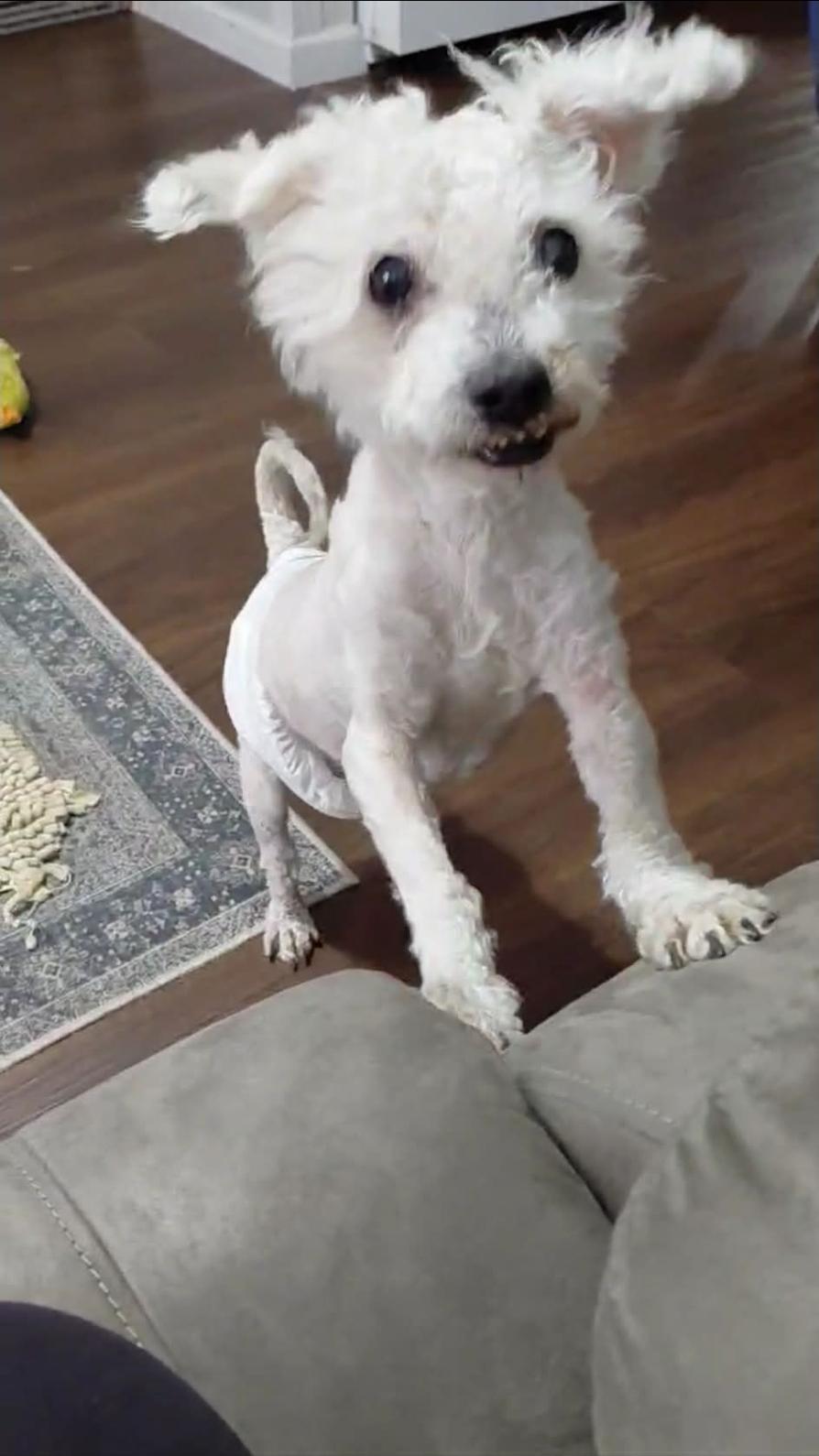 Eddie — thumbnail 5