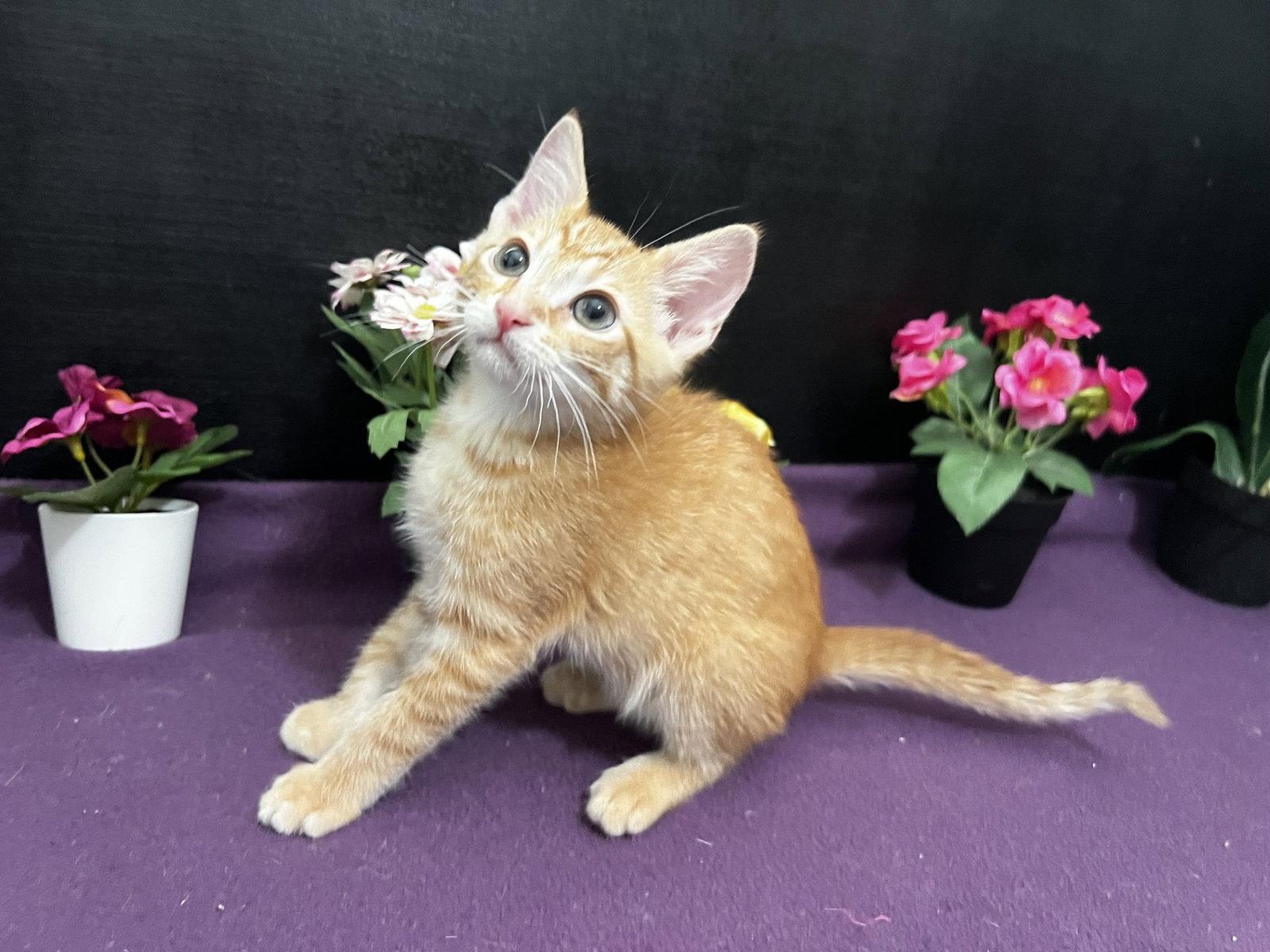 Jefferson, a Adoptable mixed breed in Fayetteville, GA image 2/3