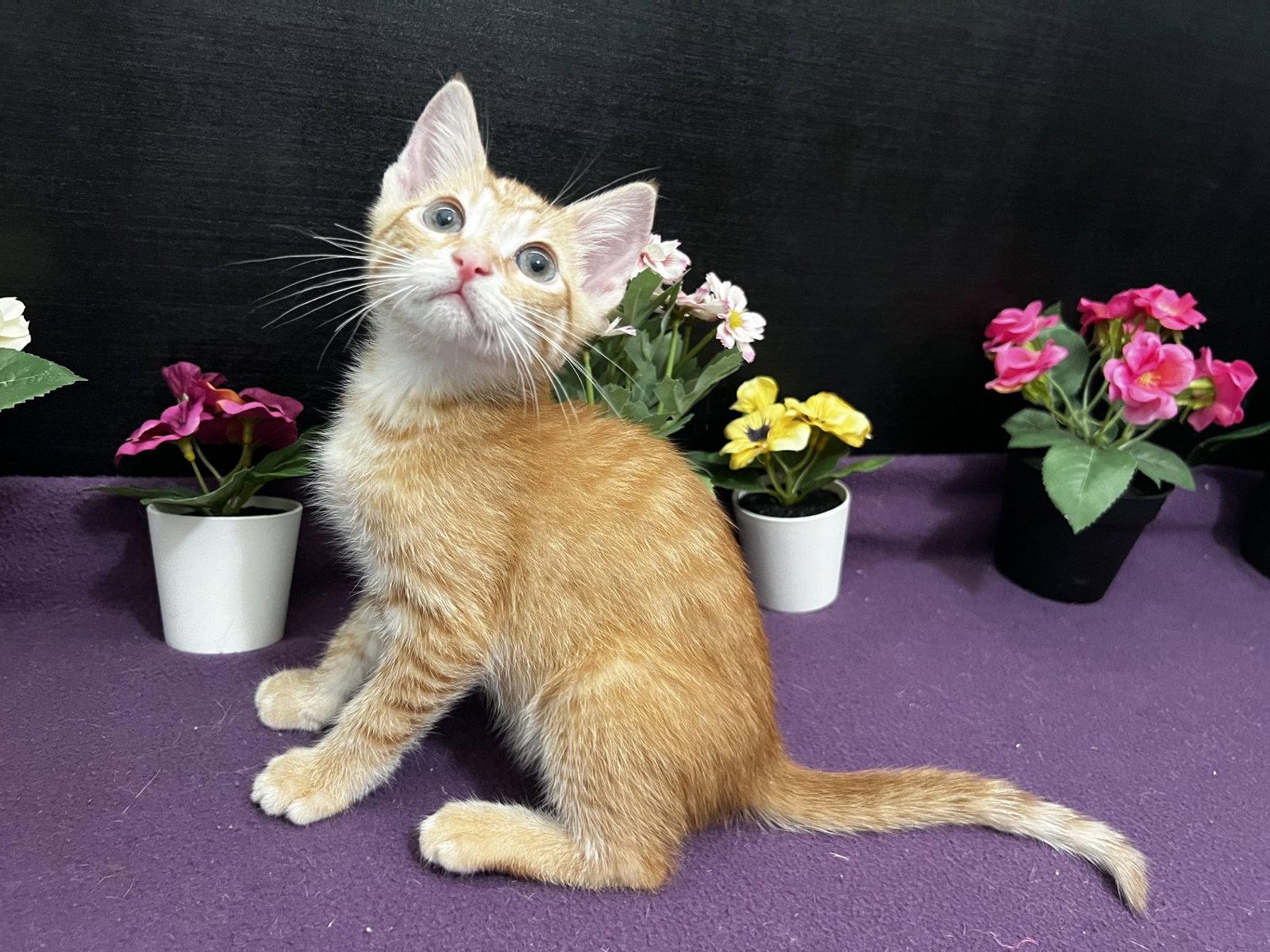 Jefferson, a Adoptable mixed breed in Fayetteville, GA image 3/3