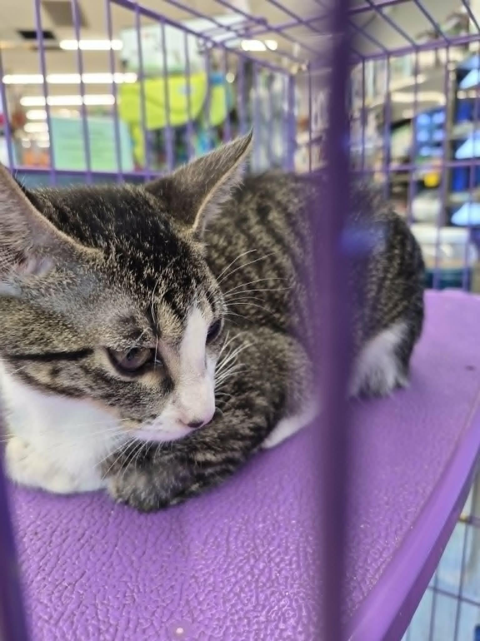 Enlarge Betsy, an adopted Domestic Short Hair in West Palm Beach, FL image 3/3