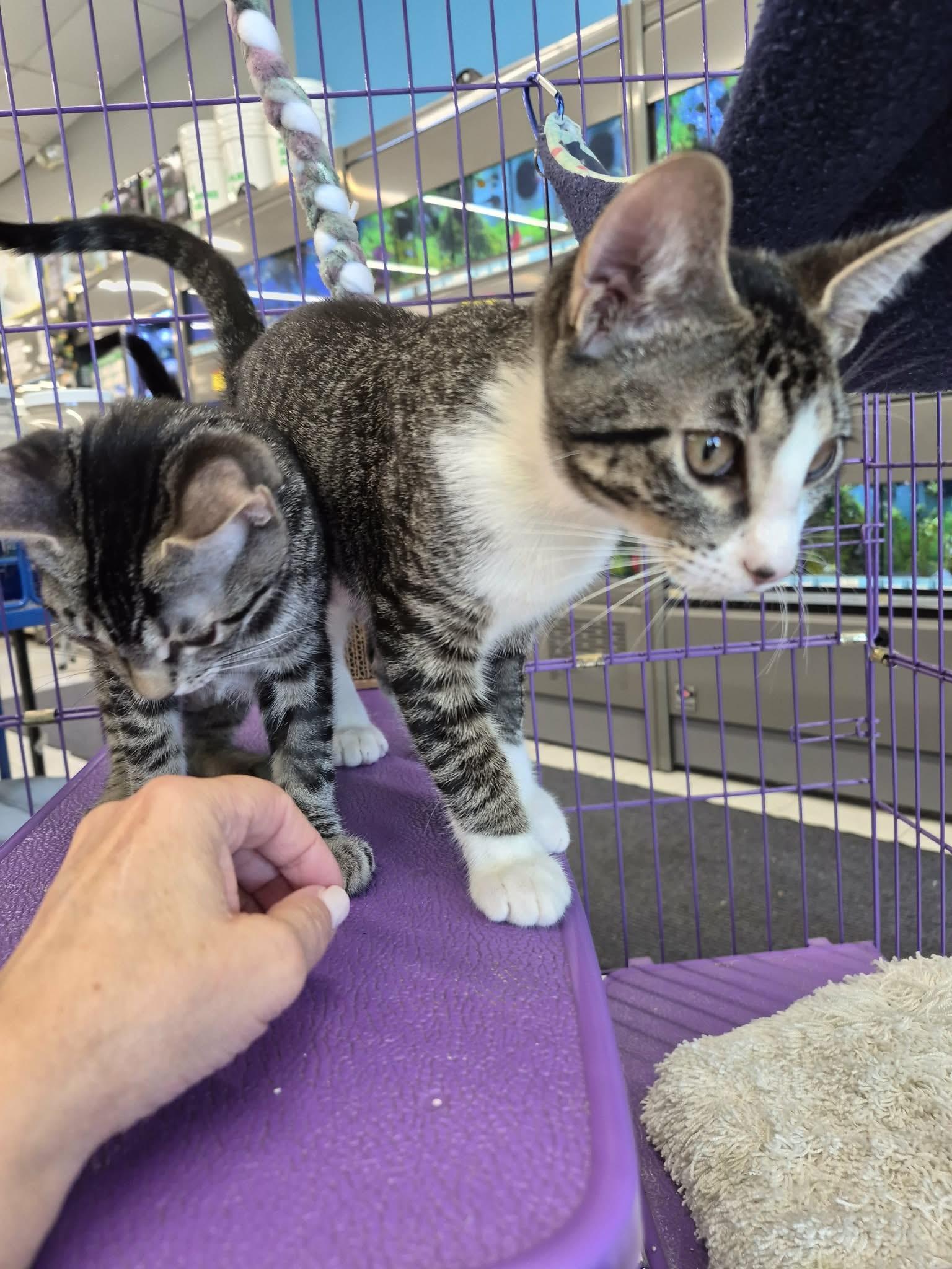 Betsy, adopted, Kitten Female Domestic Short Hair.