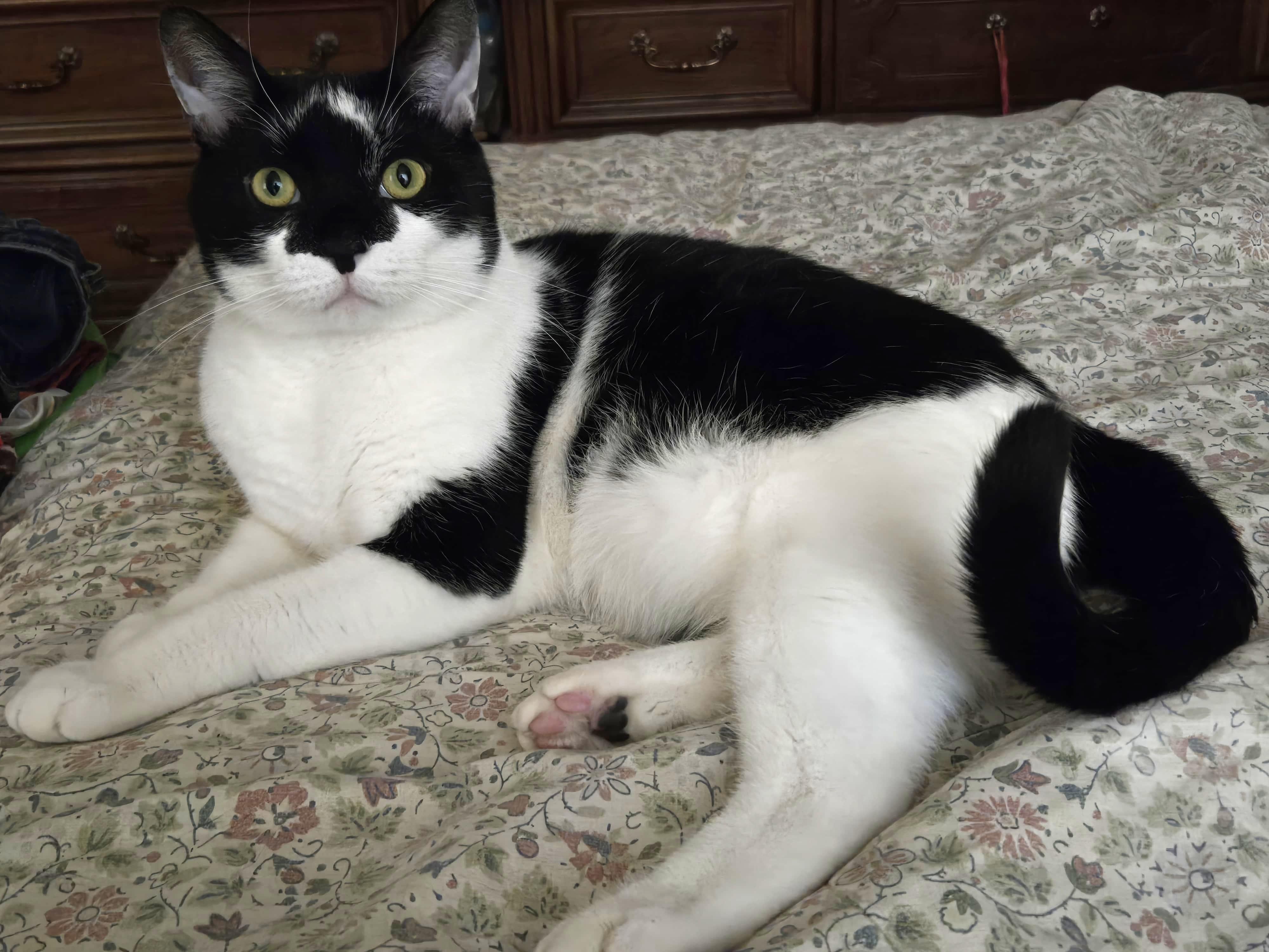 Enlarge Alley Cat, a ADOPTABLE Domestic Short Hair in Allentown, PA image 1/1