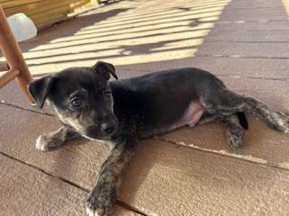 Atlas, ADOPTABLE, Puppy Male German Shepherd Dog & Husky.