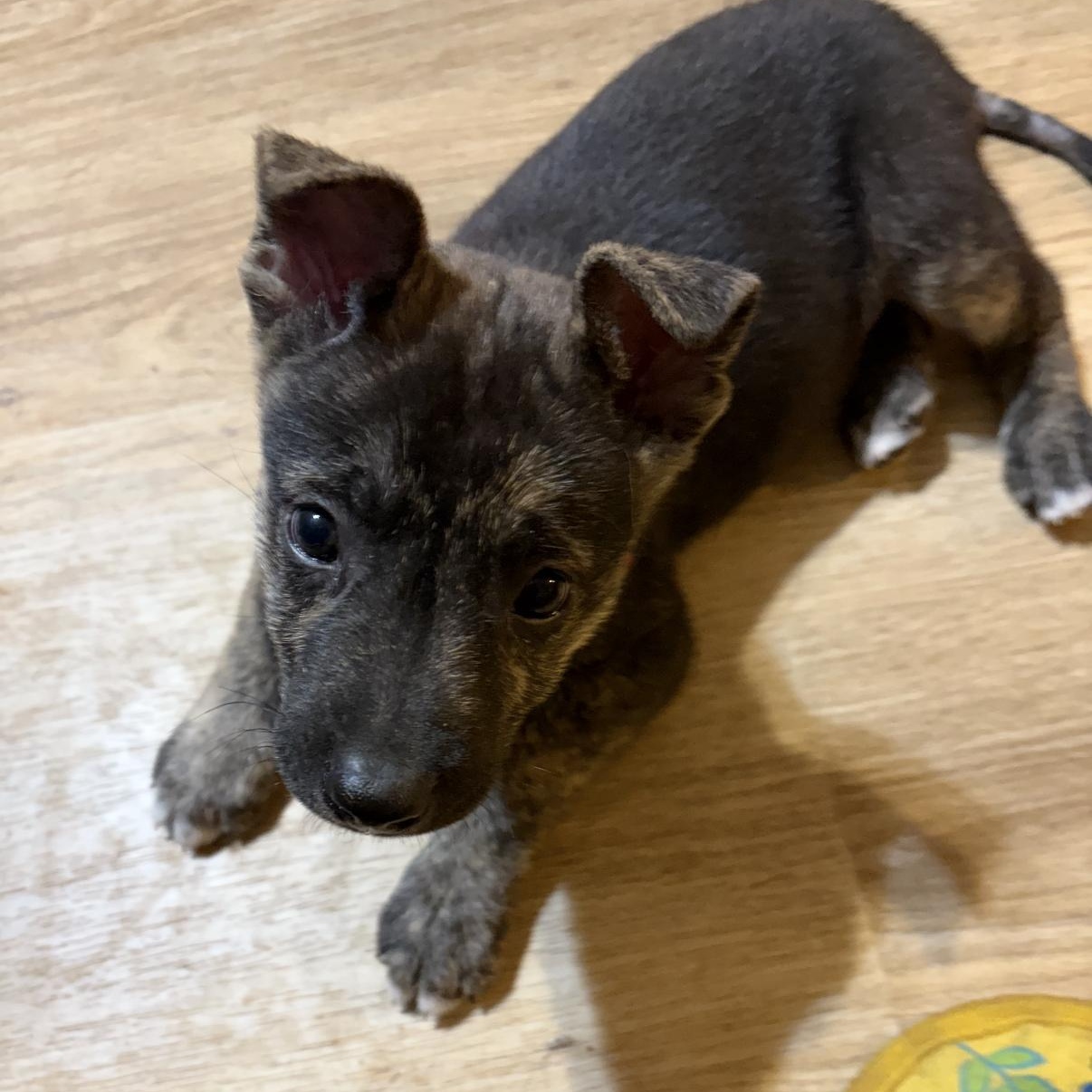 Enlarge Atlas, a ADOPTABLE mixed breed in Canyon Lake, TX image 4/6