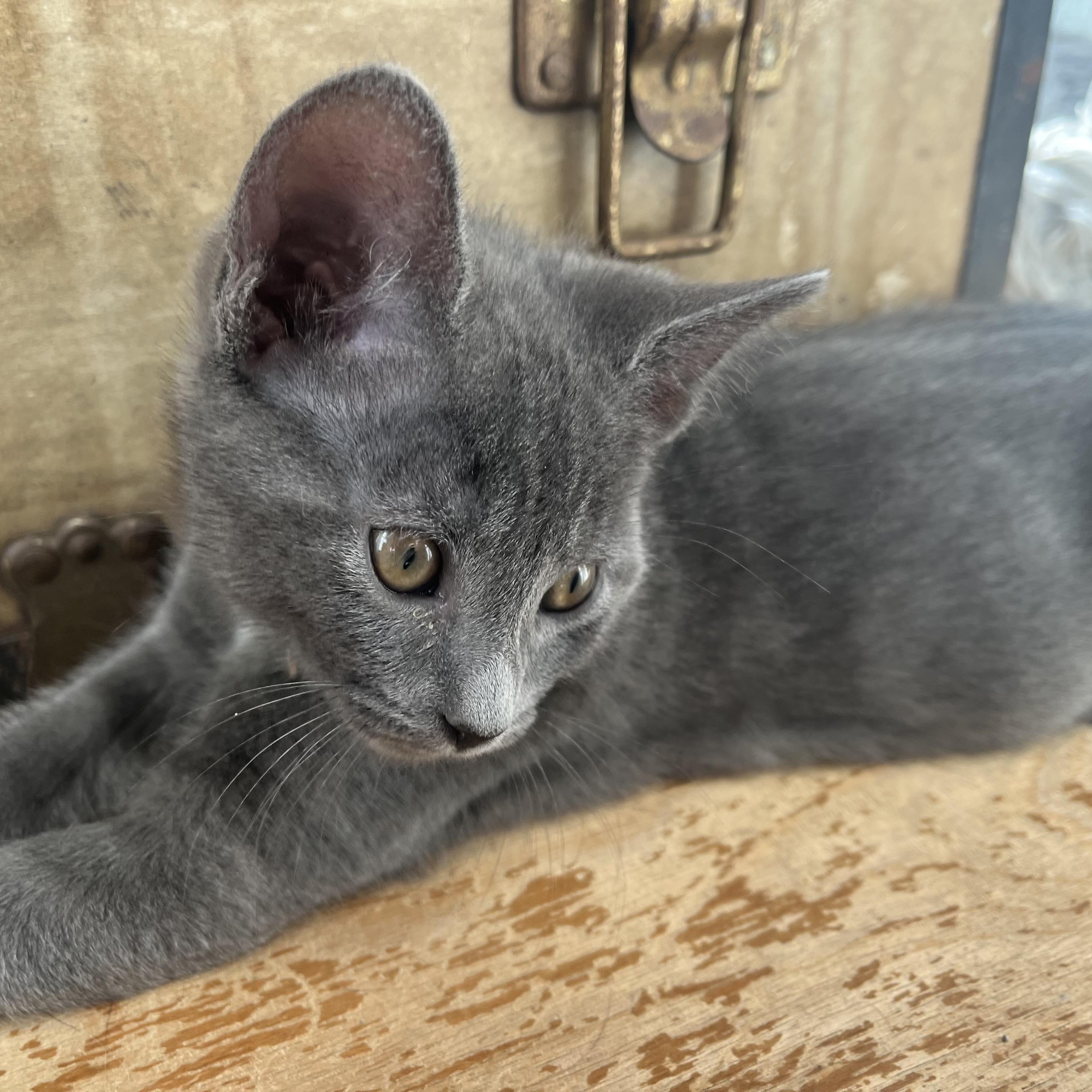 Buzz, Adopted, Kitten Male Domestic Short Hair.
