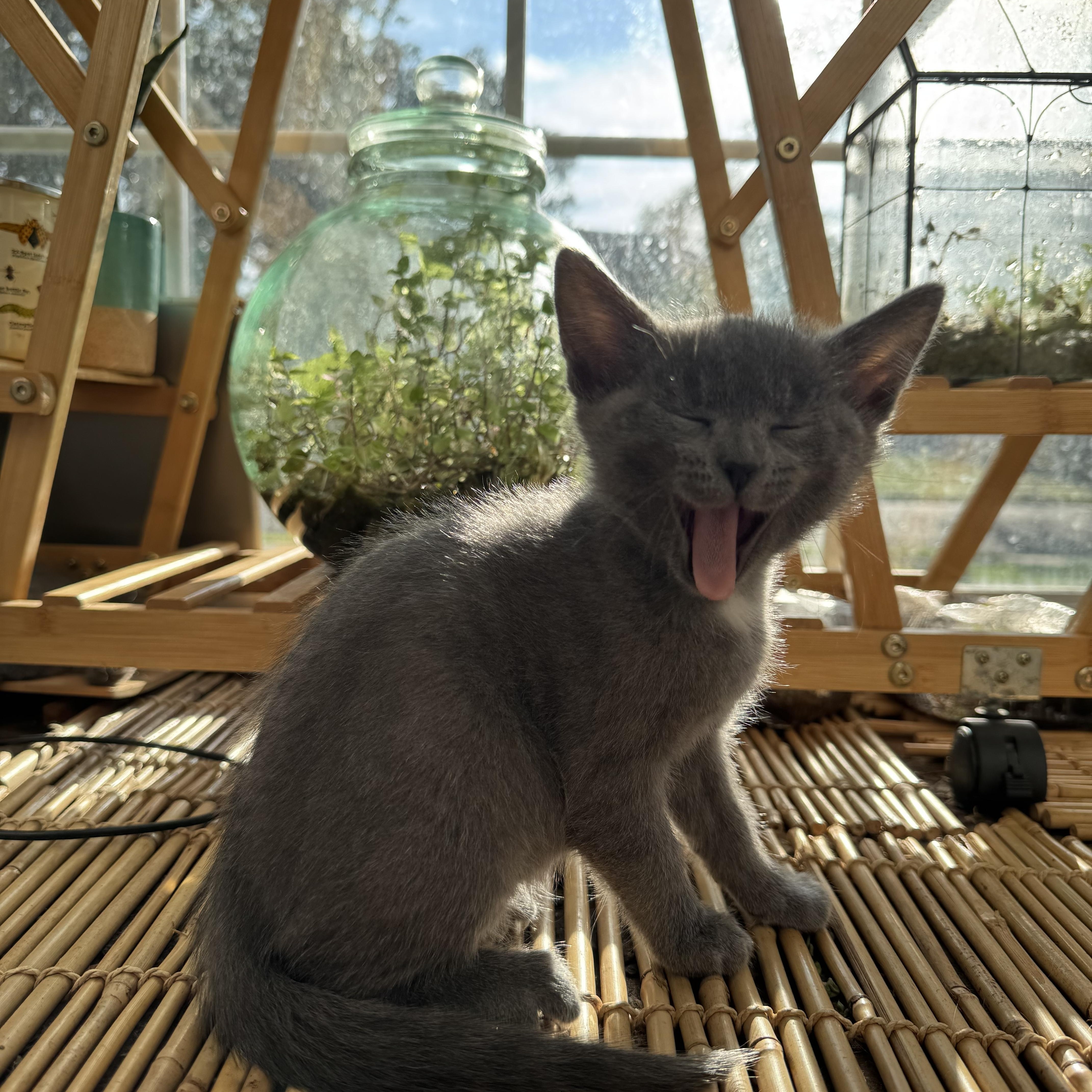 Enlarge Buzz, a Adopted Domestic Short Hair in Sewell, NJ image 3/3