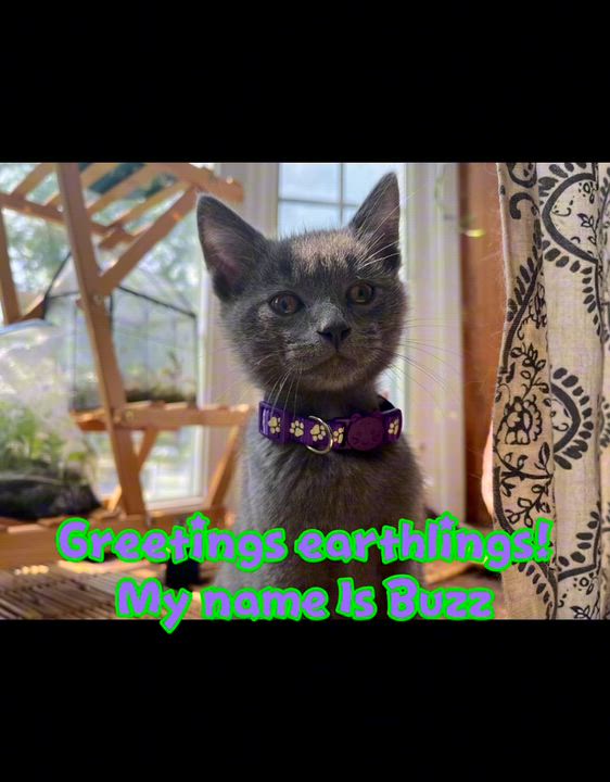 Enlarge Buzz, a Adopted Domestic Short Hair in Sewell, NJ video 2/3