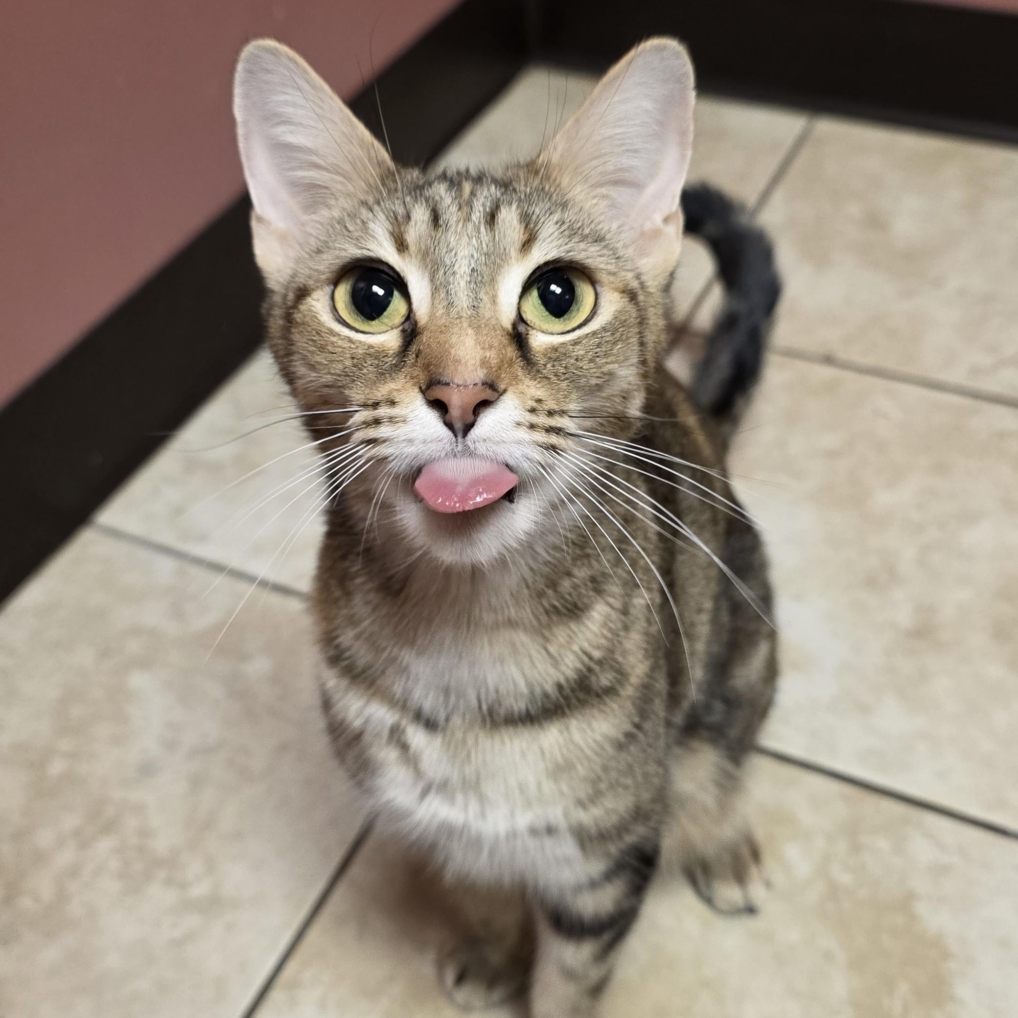 Chilleigh, a Adoptable Domestic Short Hair in Macomb Twp, MI image 5/6