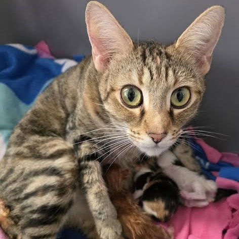 Chilleigh, a Adoptable Domestic Short Hair in Macomb Twp, MI image 2/6