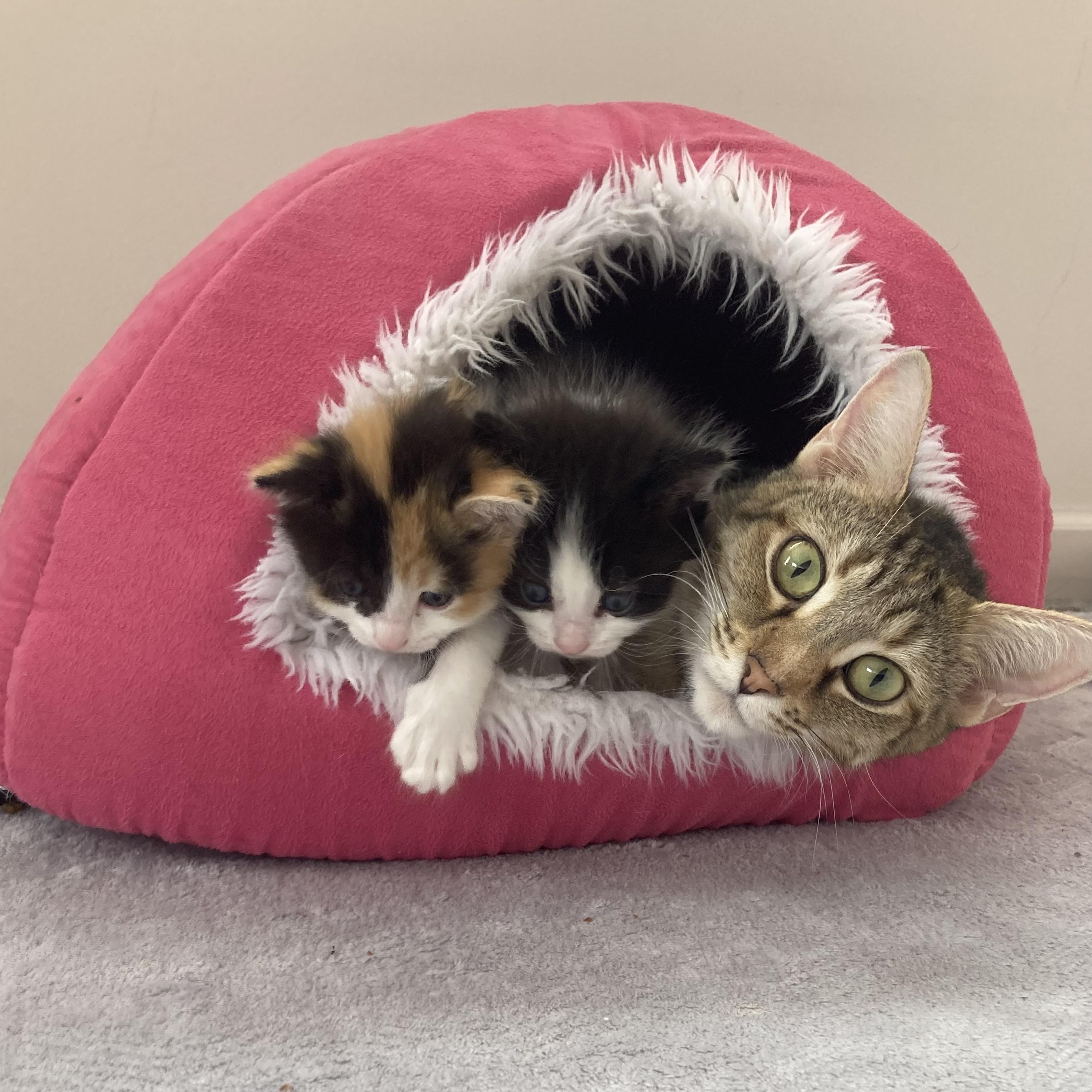 Chilleigh, a Adoptable Domestic Short Hair in Macomb Twp, MI image 4/6