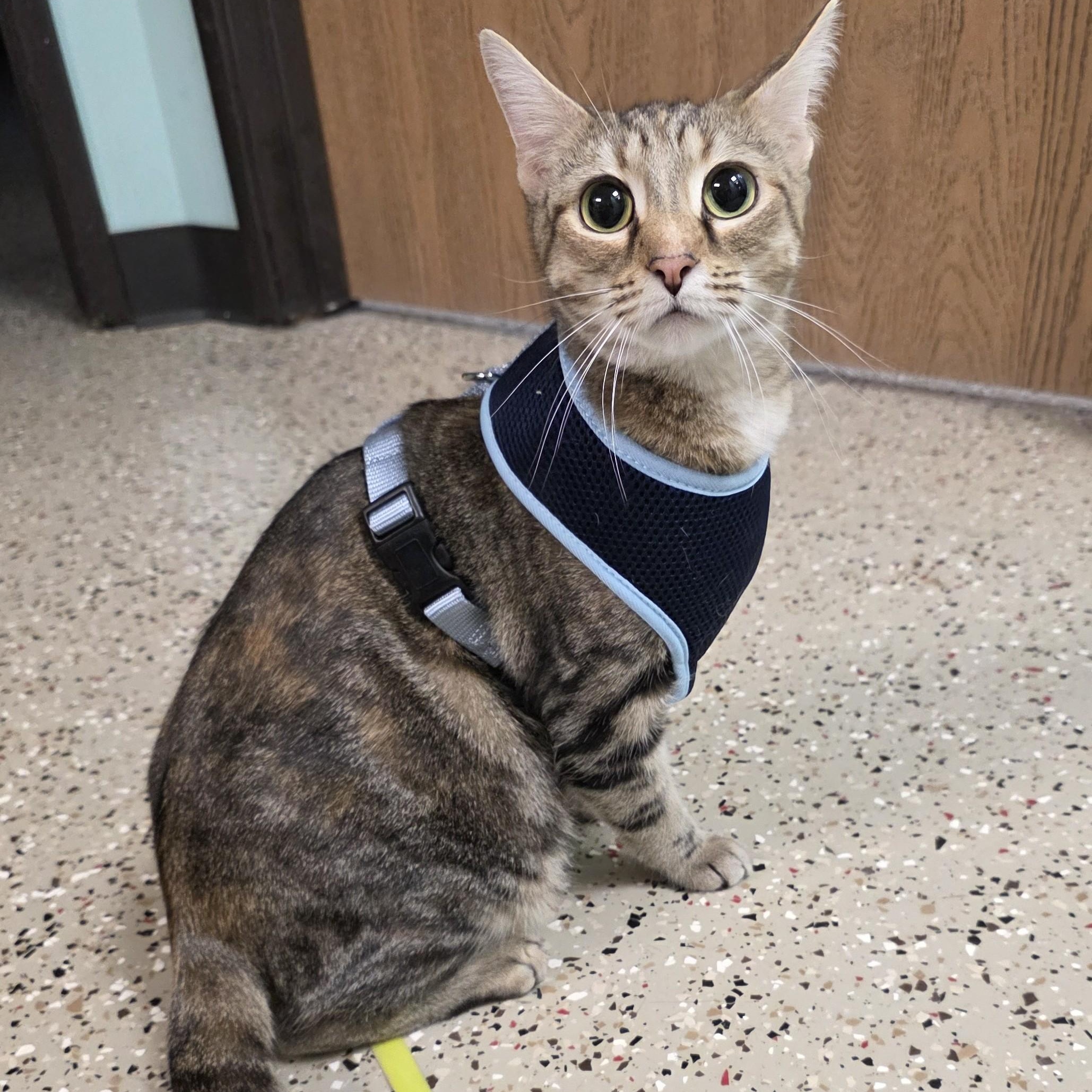 Chilleigh, a Adoptable Domestic Short Hair in Macomb Twp, MI image 6/6