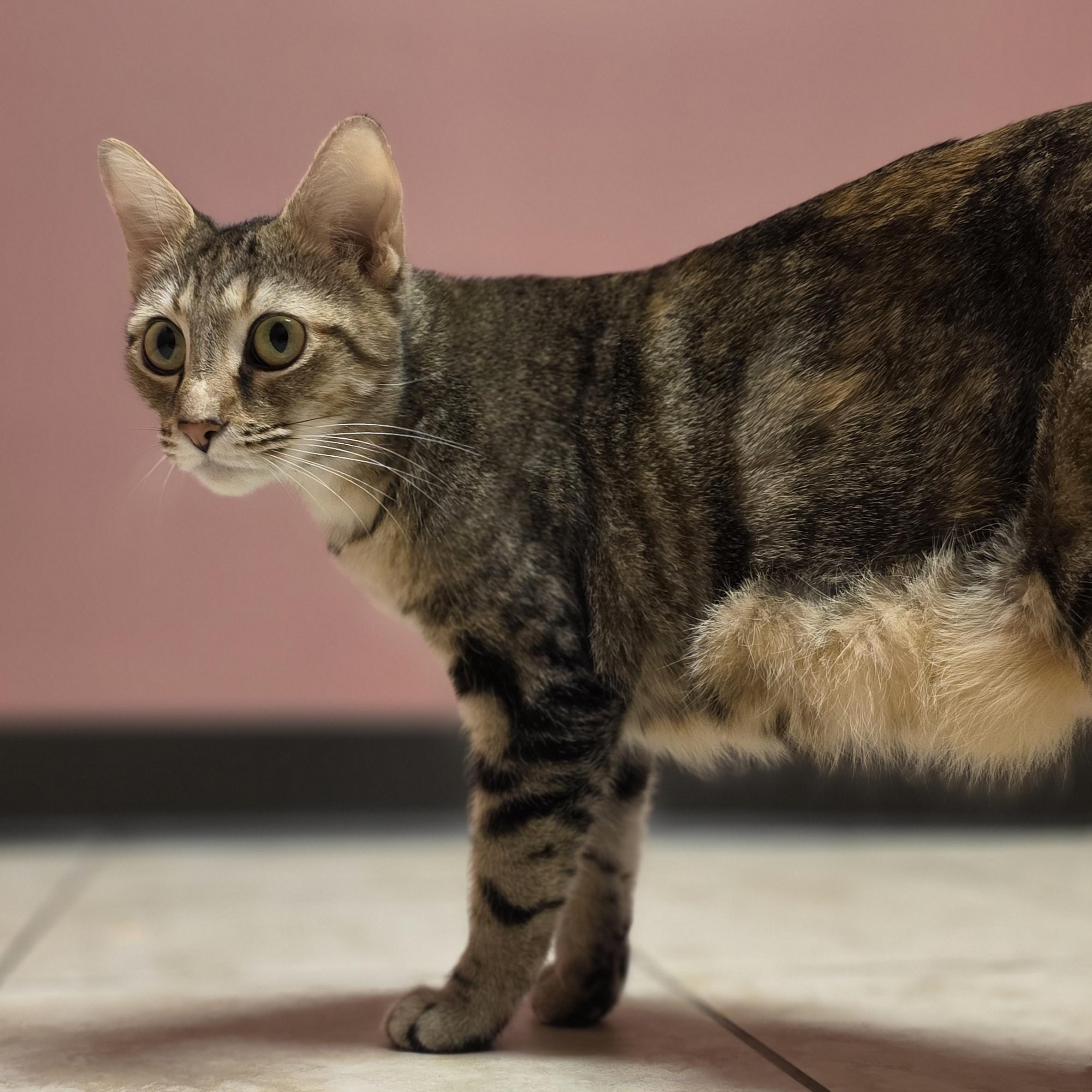 Chilleigh, a Adoptable Domestic Short Hair in Macomb Twp, MI image 3/6