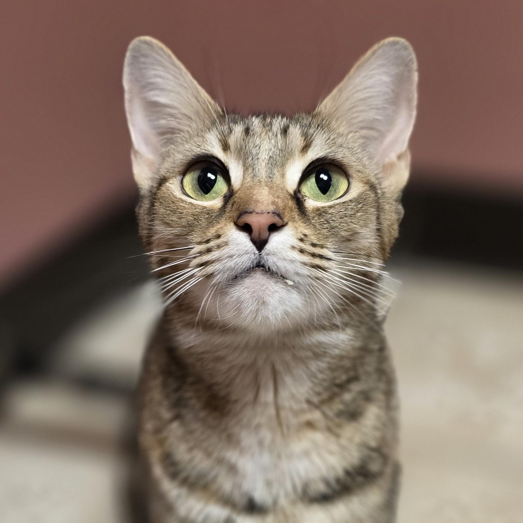 Chilleigh, Adoptable, Adult Female Domestic Short Hair.