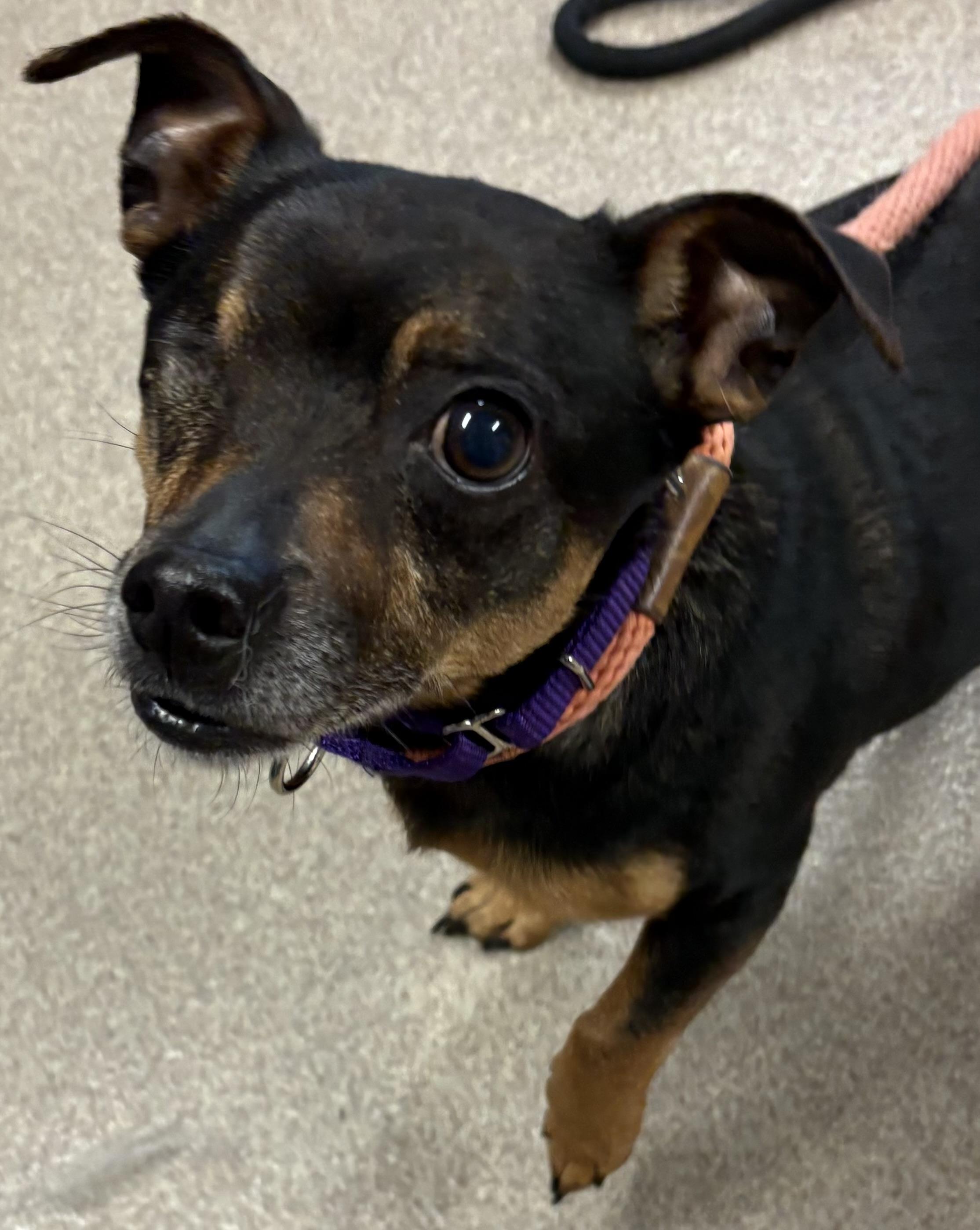 Nino, an adoptable Chihuahua in Silvana, WA, 98287 | Photo Image 2
