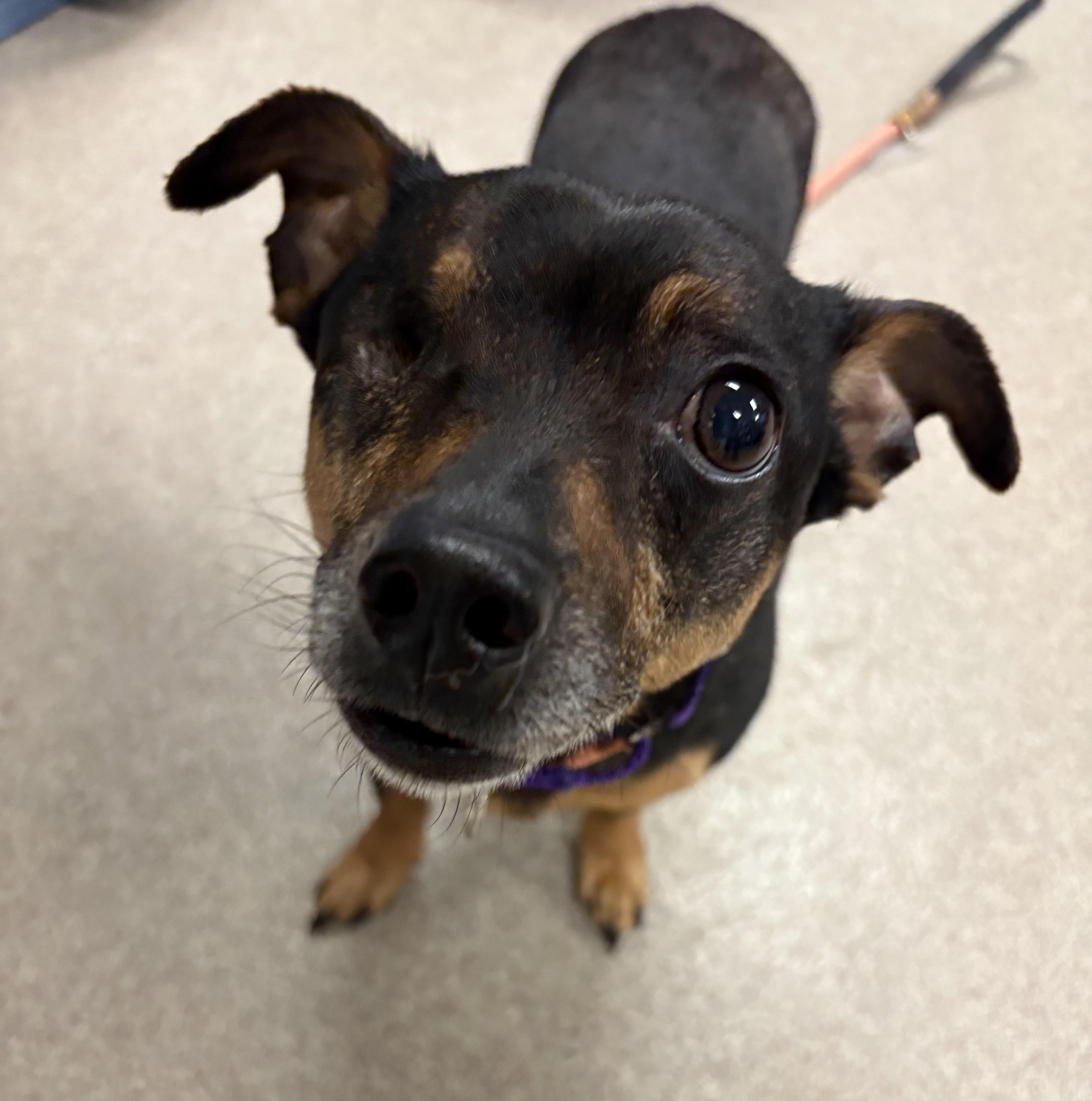 Nino, an adoptable Chihuahua in Silvana, WA, 98287 | Photo Image 3