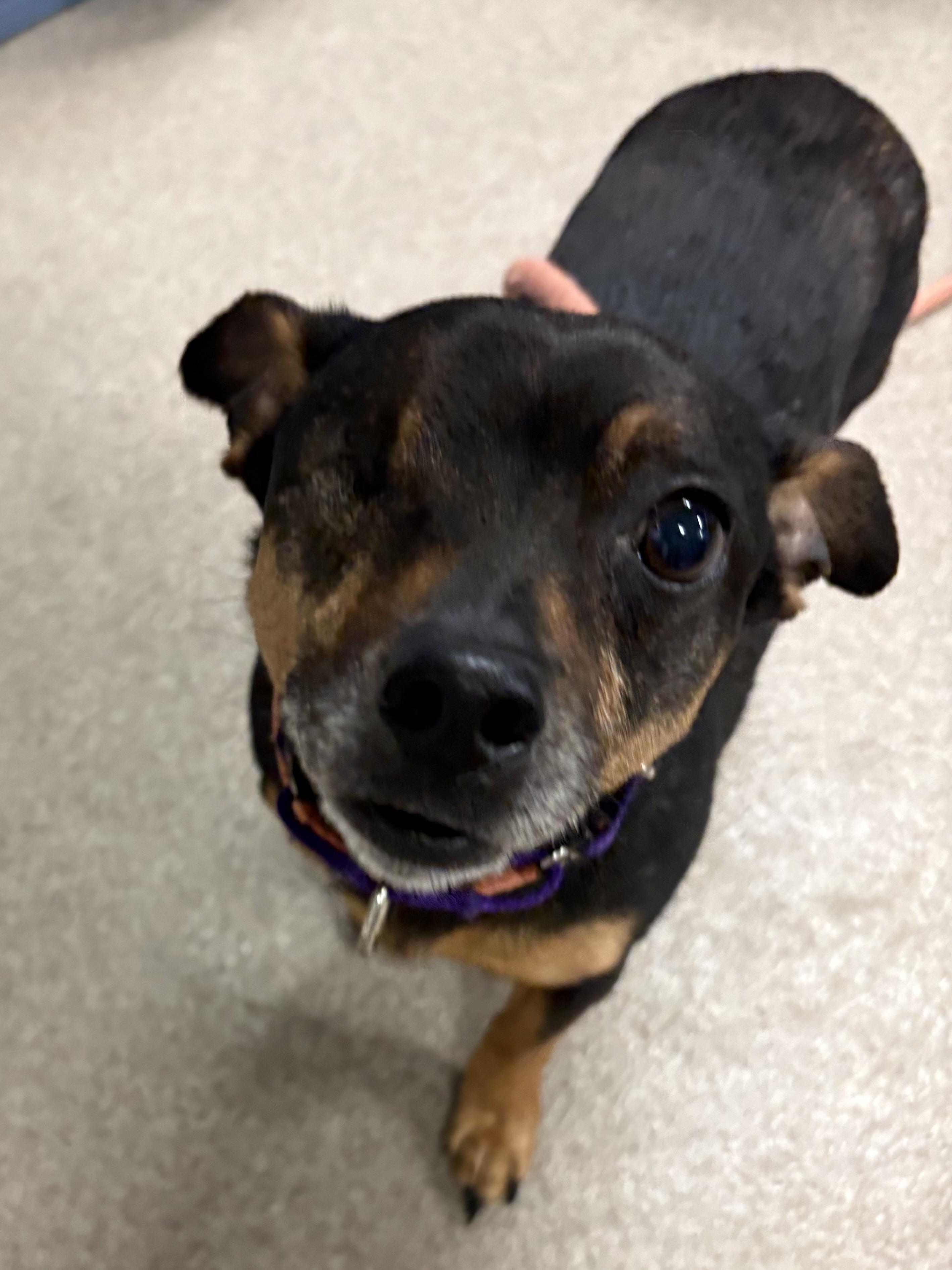 Nino, an adoptable Chihuahua in Silvana, WA, 98287 | Photo Image 1