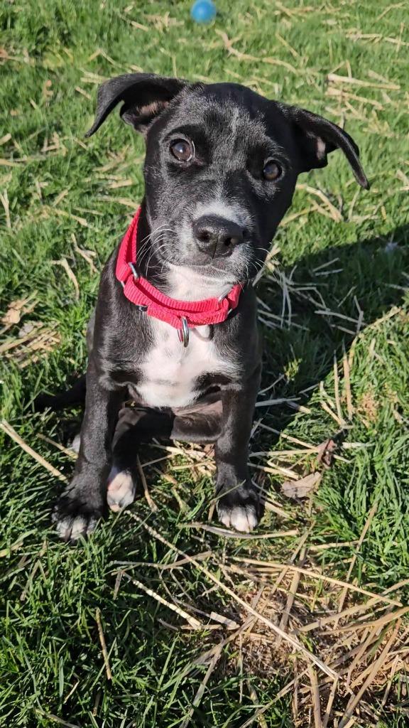 Clover, Adoptable, Puppy Female Mixed Breed.