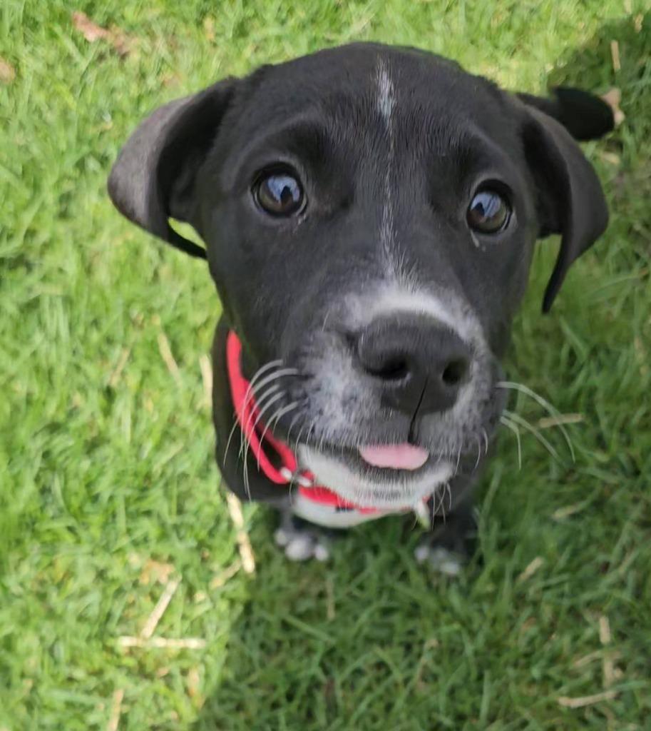 Enlarge Clover, a Adoptable mixed breed in Fond Du Lac, WI image 2/5