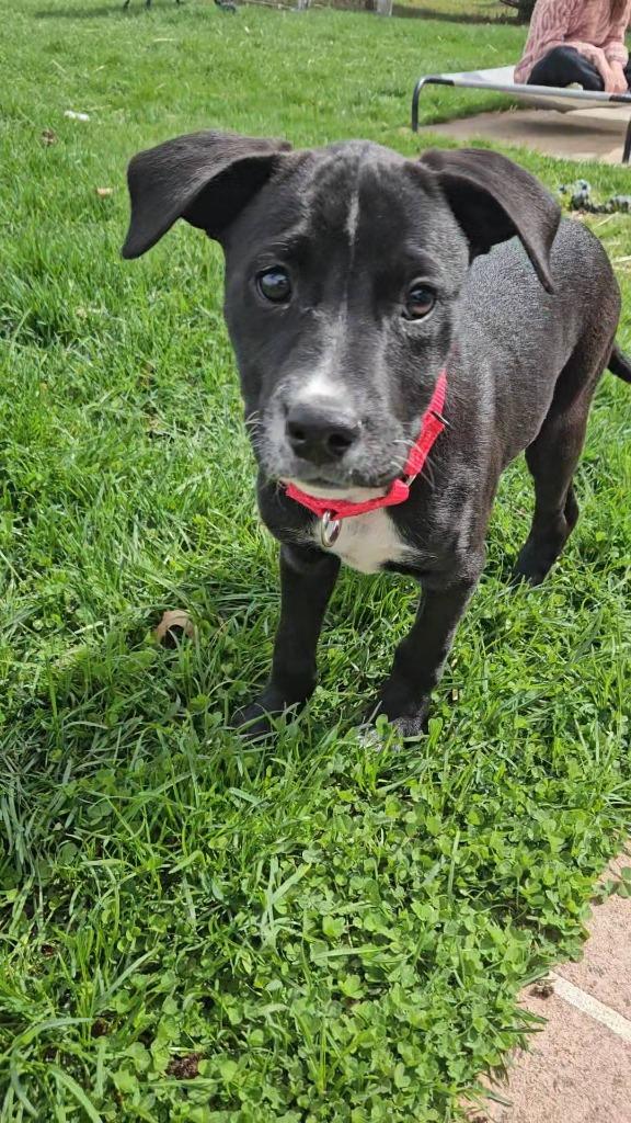 Enlarge Clover, a Adoptable mixed breed in Fond Du Lac, WI image 3/5