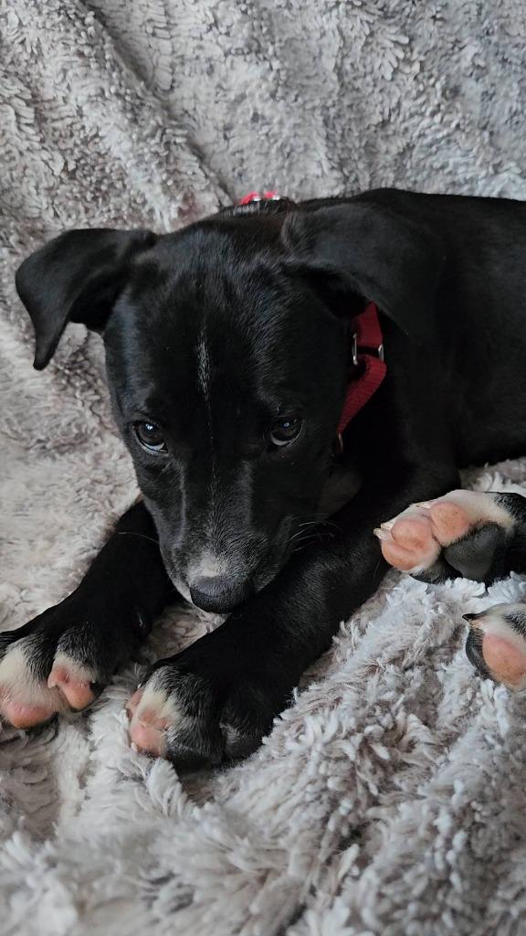 Enlarge Clover, a Adoptable mixed breed in Fond Du Lac, WI image 4/5