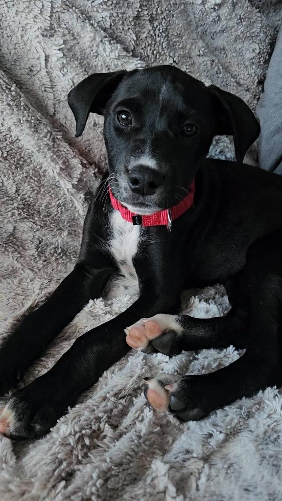 Enlarge Clover, a Adoptable mixed breed in Fond Du Lac, WI image 5/5