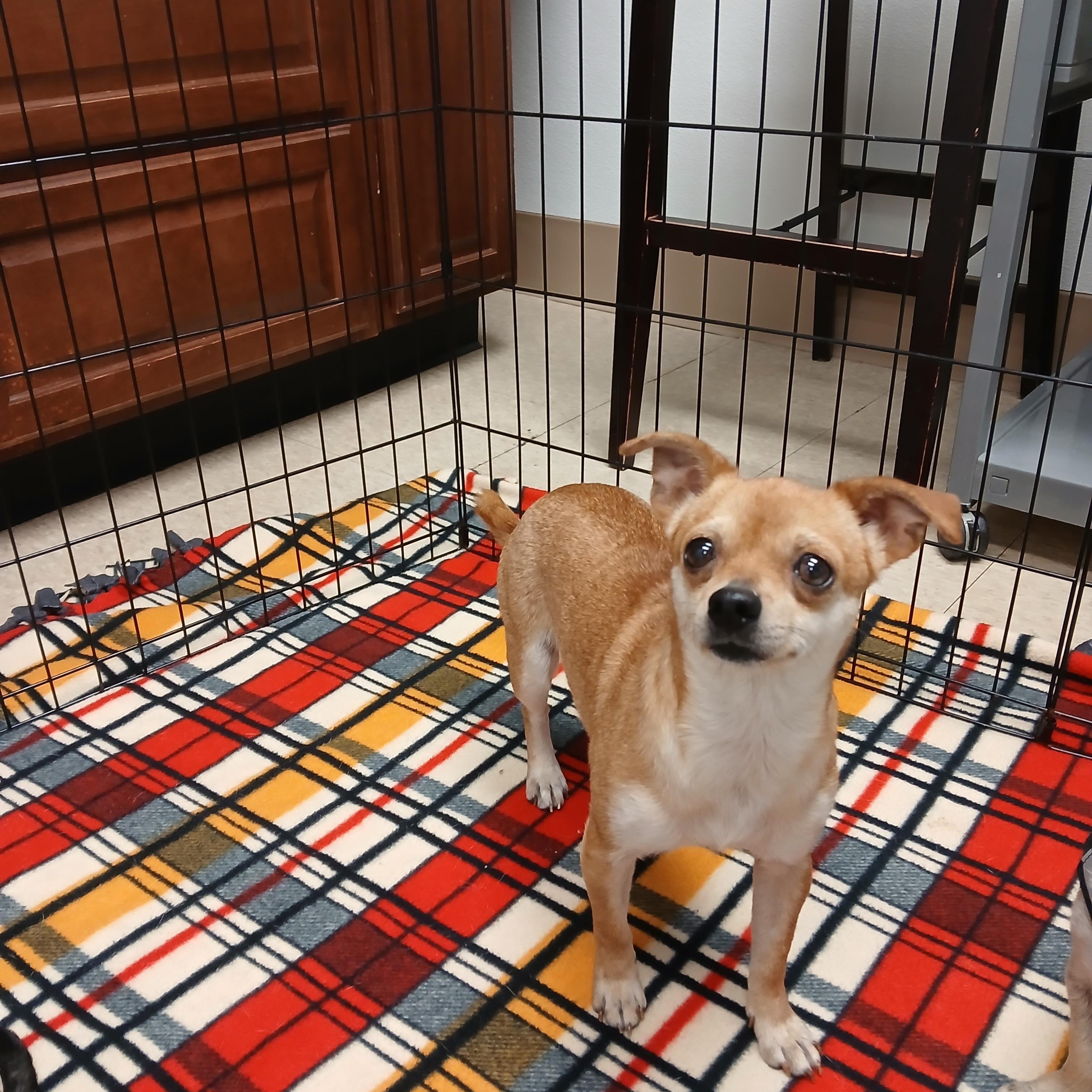 Enlarge Peaches, a Adoptable mixed breed in Lexington, KY image 1/6