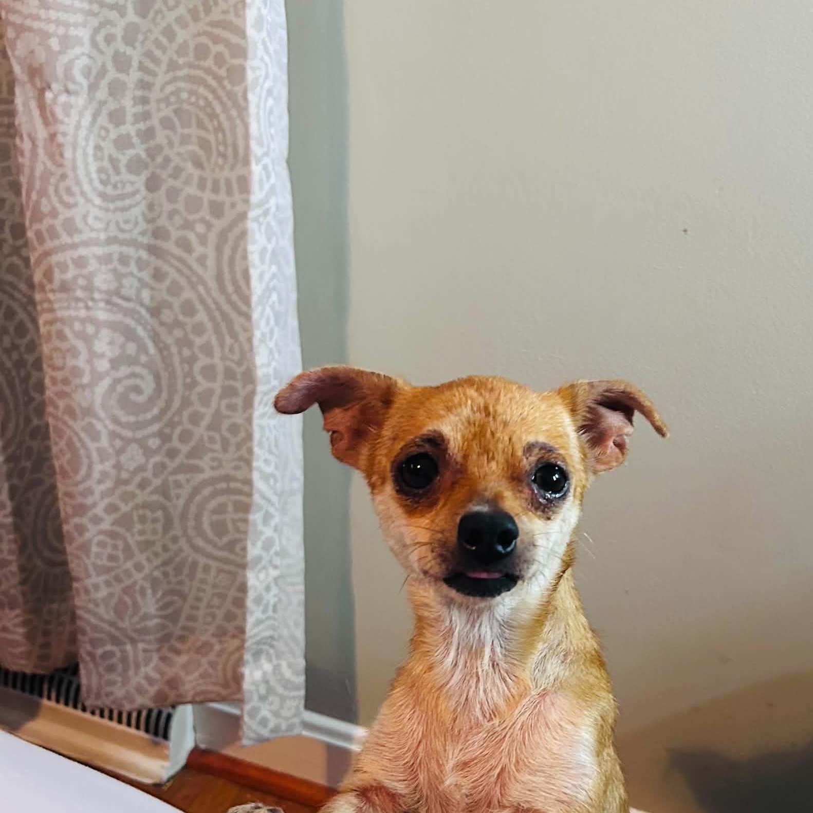 Peaches, ADOPTABLE, Adult Female Chihuahua.