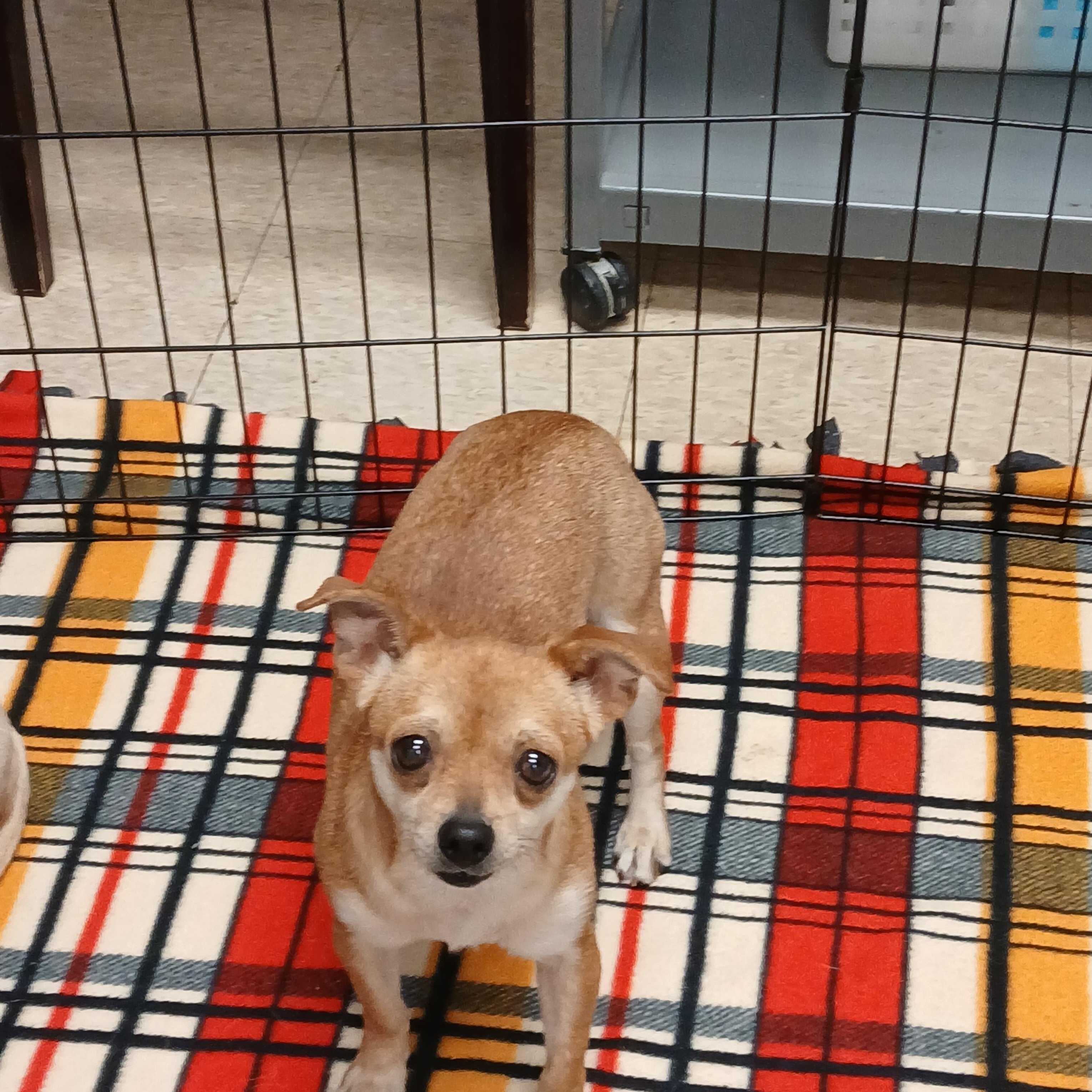 Enlarge Peaches, a Adoptable mixed breed in Lexington, KY image 6/6