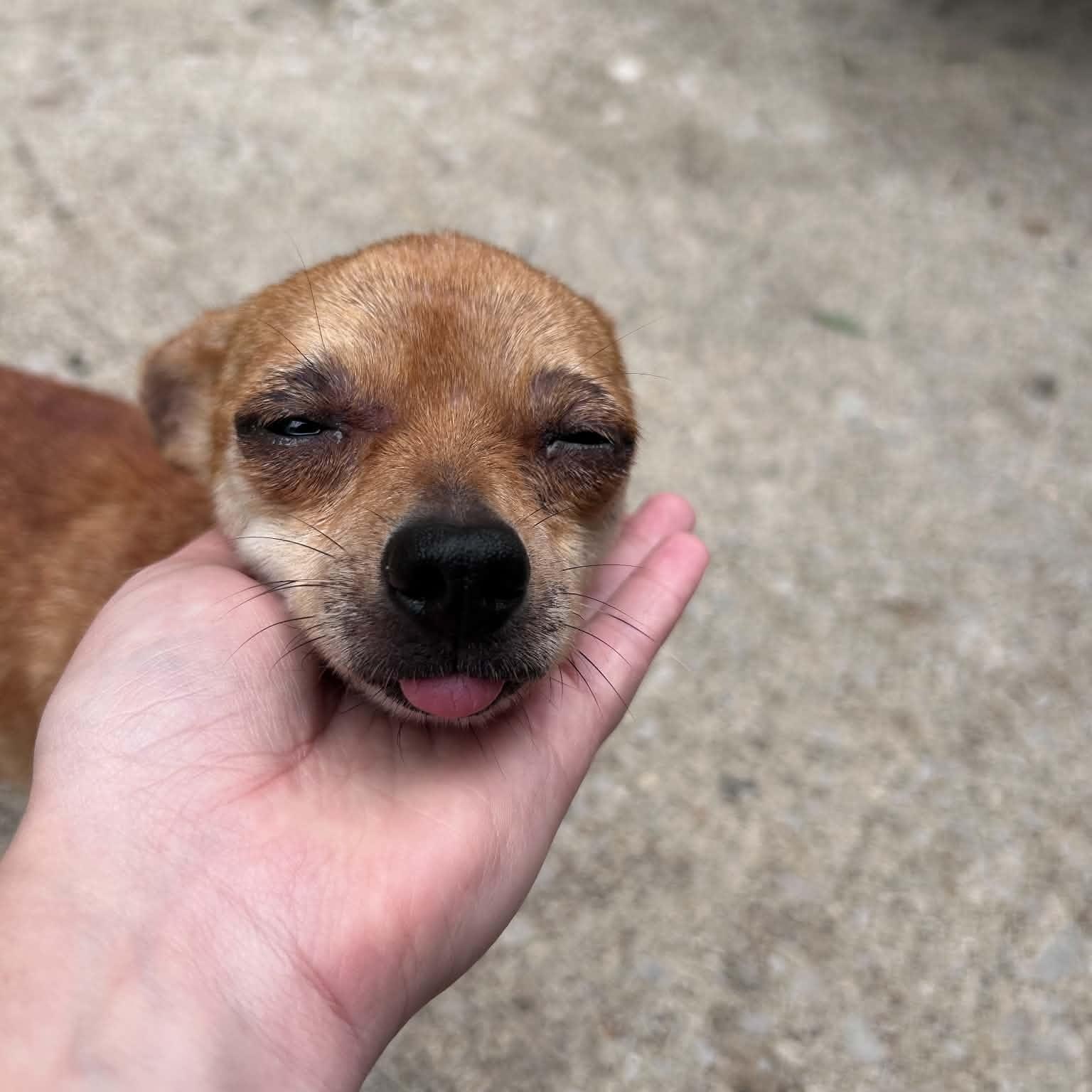Peaches, a ADOPTABLE mixed breed in Lexington, KY image 3/3