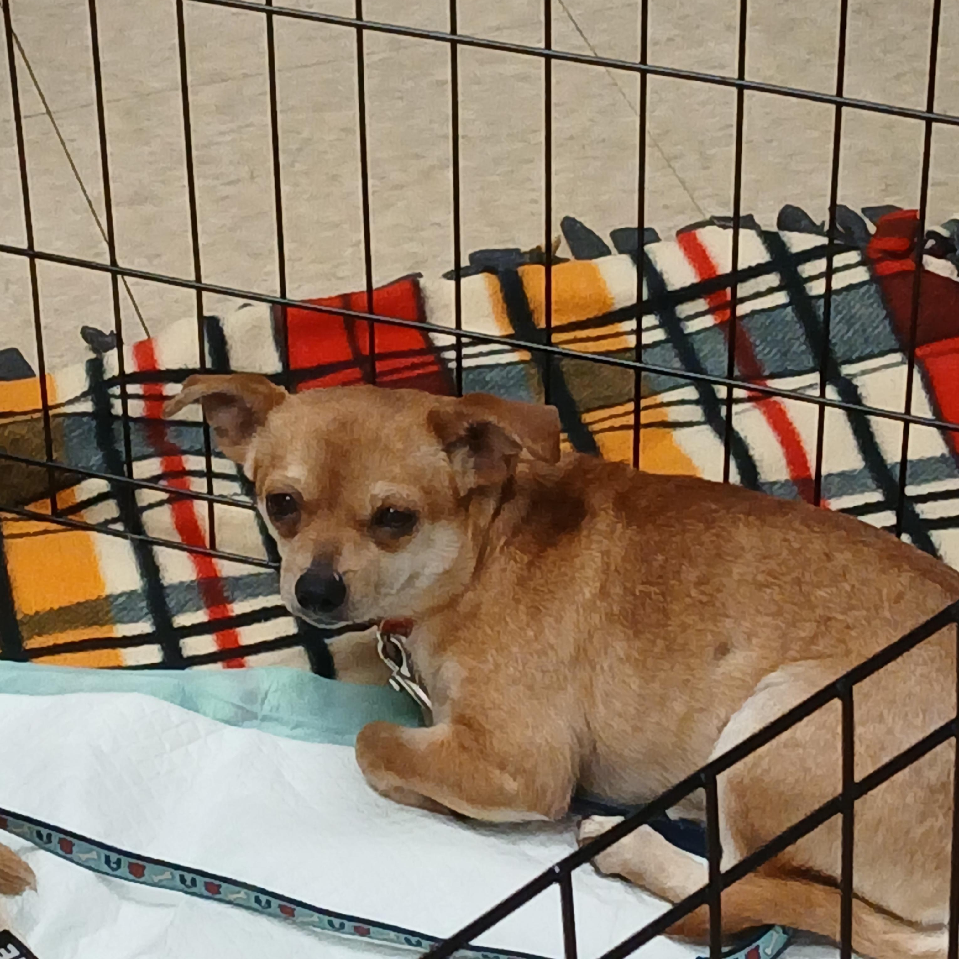Enlarge Peaches, a Adoptable mixed breed in Lexington, KY image 5/6