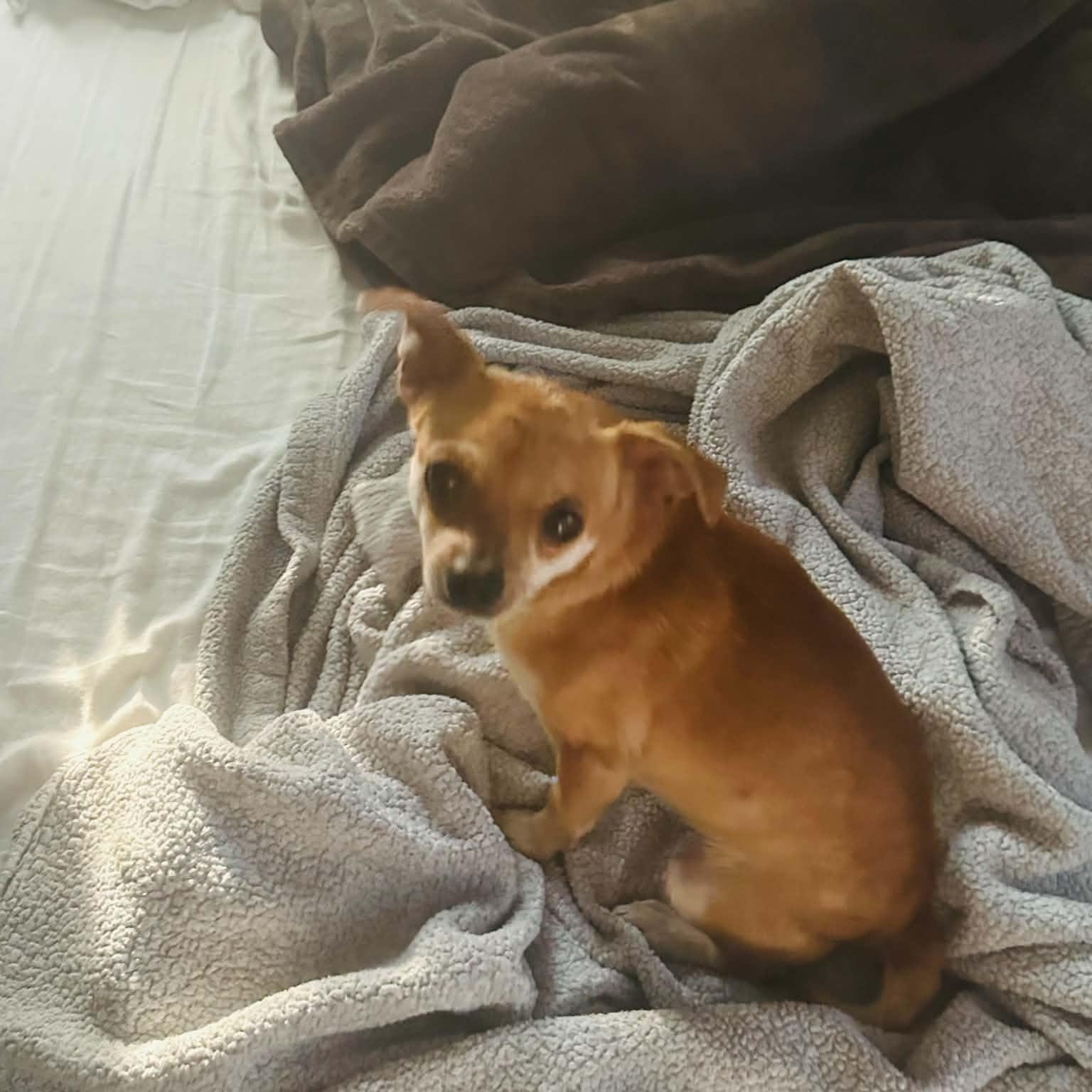 Peaches, Adoptable, Adult Female Chihuahua.