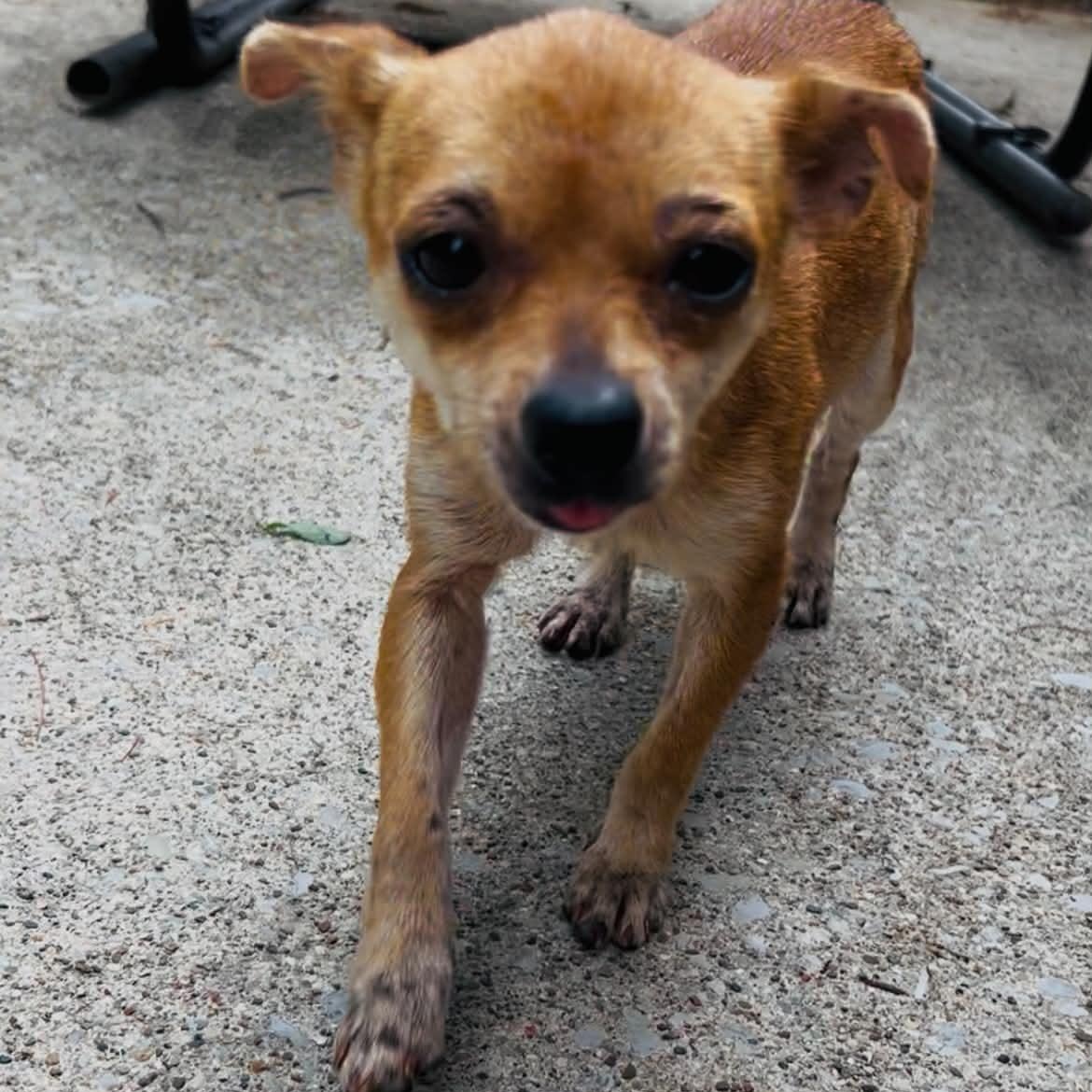 Peaches, a ADOPTABLE mixed breed in Lexington, KY image 2/3