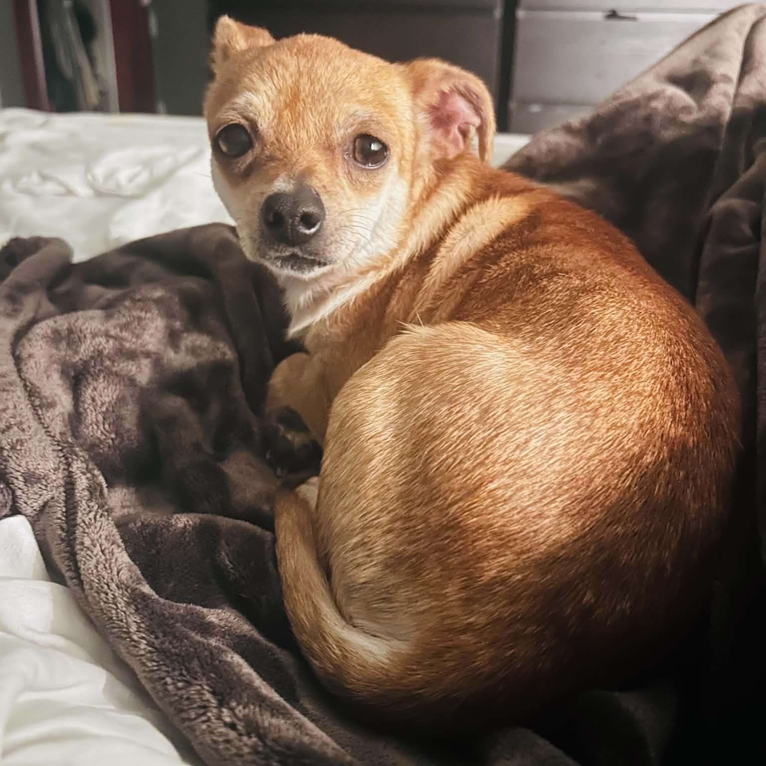 Enlarge Peaches, a Adoptable mixed breed in Lexington, KY image 2/5