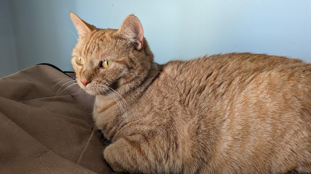 Enlarge Kaya, a Adoptable mixed breed in Owatonna, MN image 5/5