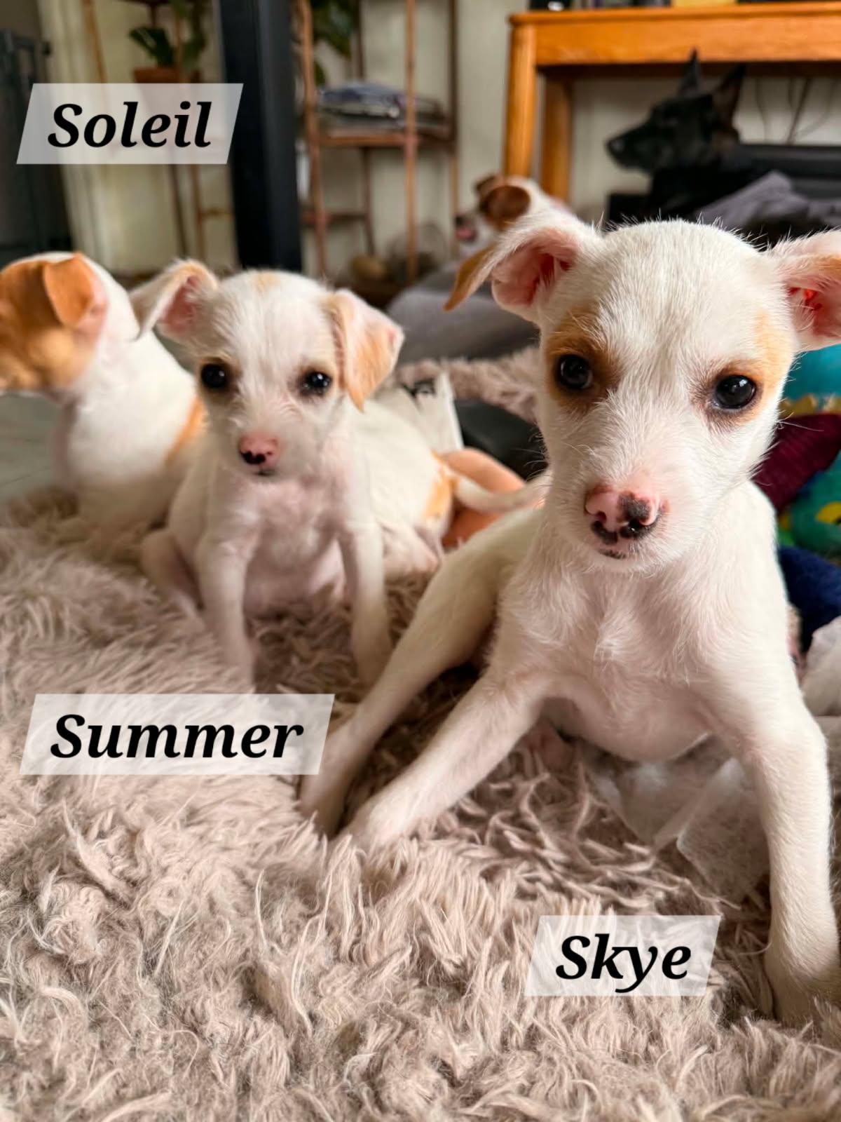 Summer, adopted, Puppy Female Jack Russell Terrier & Chihuahua.