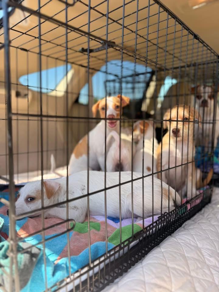 Enlarge Summer, an adopted mixed breed in clayton , CA image 2/2