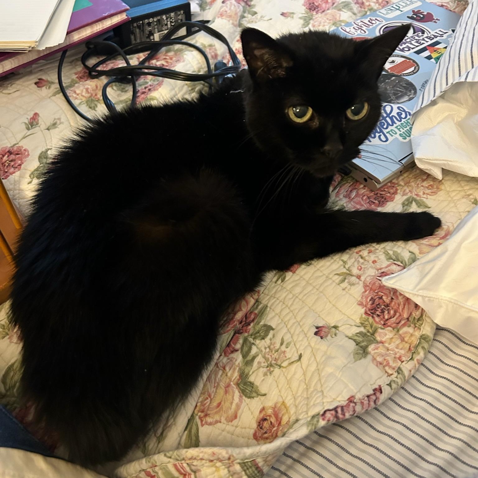 Enlarge Pepper, a ADOPTABLE American Shorthair in St. Louis, MO image 3/3