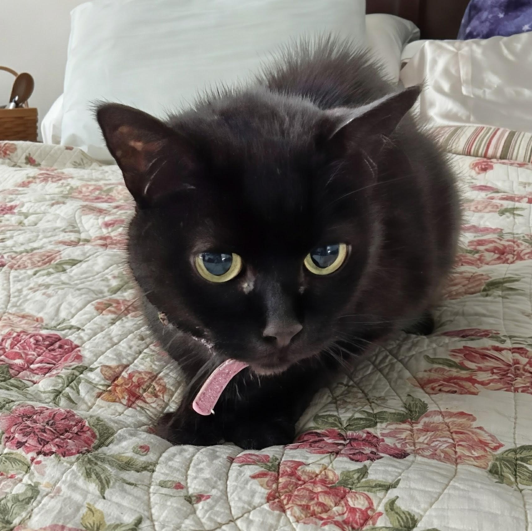 Pepper, ADOPTABLE, Adult Female American Shorthair.