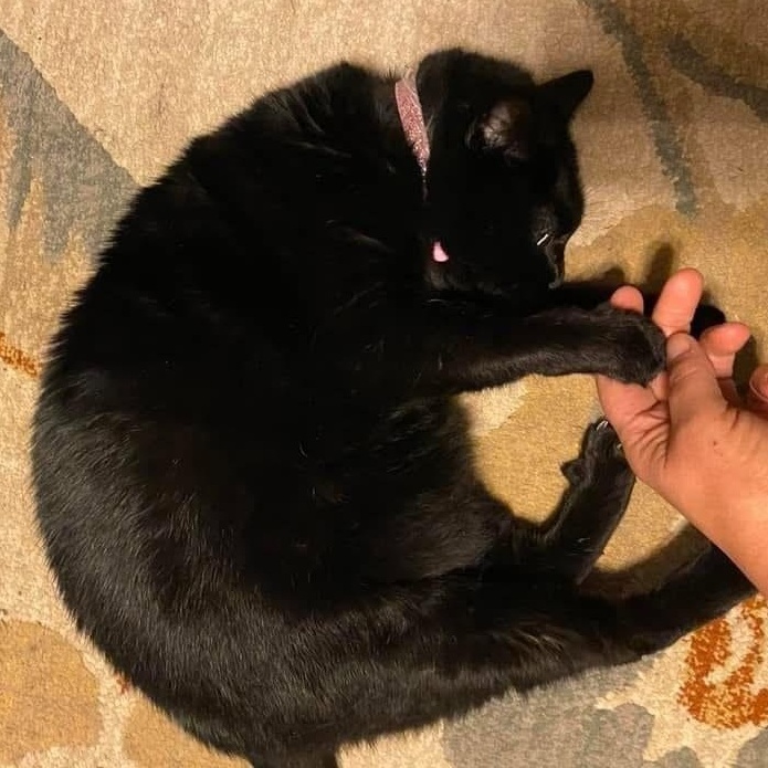 Enlarge Pepper, a ADOPTABLE American Shorthair in St. Louis, MO image 2/3