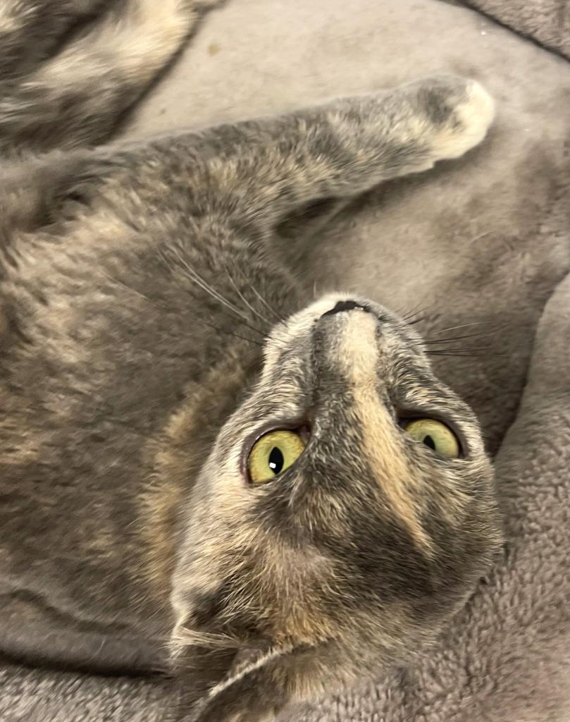 Noel, Adoptable, Adult Female Domestic Short Hair.