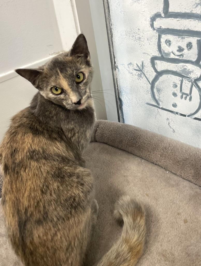 Enlarge Noel, a Adoptable mixed breed in Belton, TX image 2/4