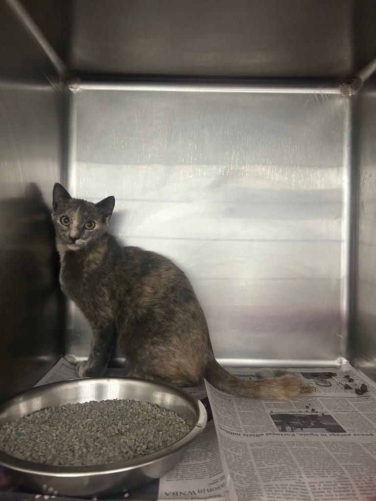 Enlarge Noel, a Adoptable mixed breed in Belton, TX image 1/1