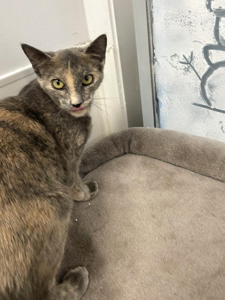 Enlarge Noel, a Adoptable mixed breed in Belton, TX image 3/4