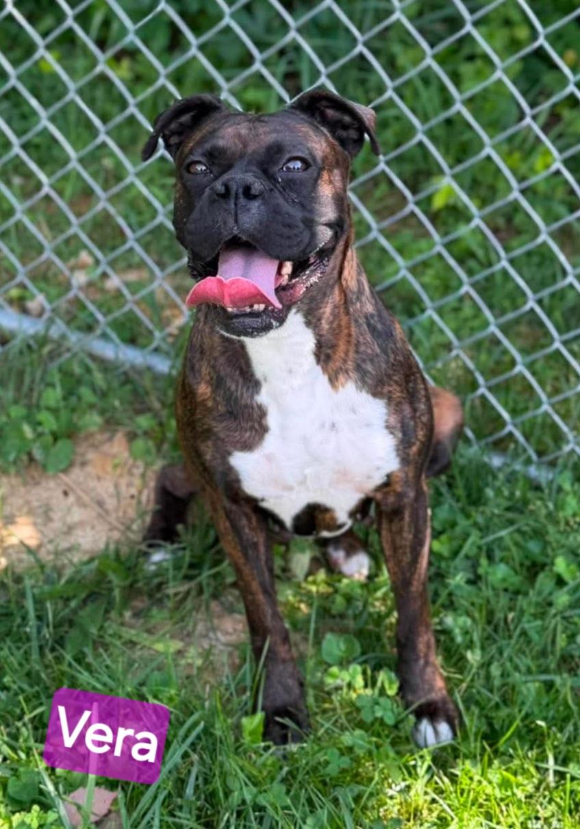 Vera, a ADOPTABLE Boxer in Wheelersburg, OH image 2/5