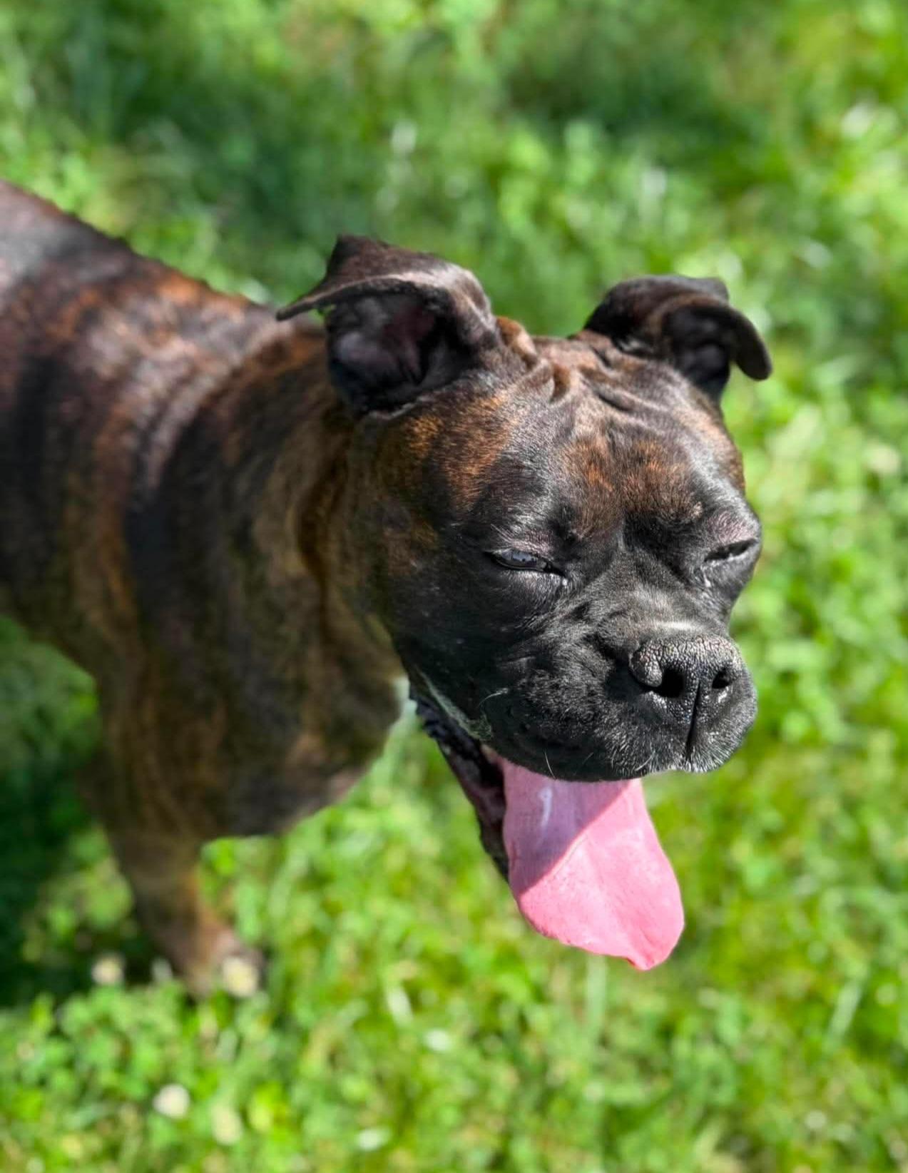 Vera, a ADOPTABLE Boxer in Wheelersburg, OH image 3/5